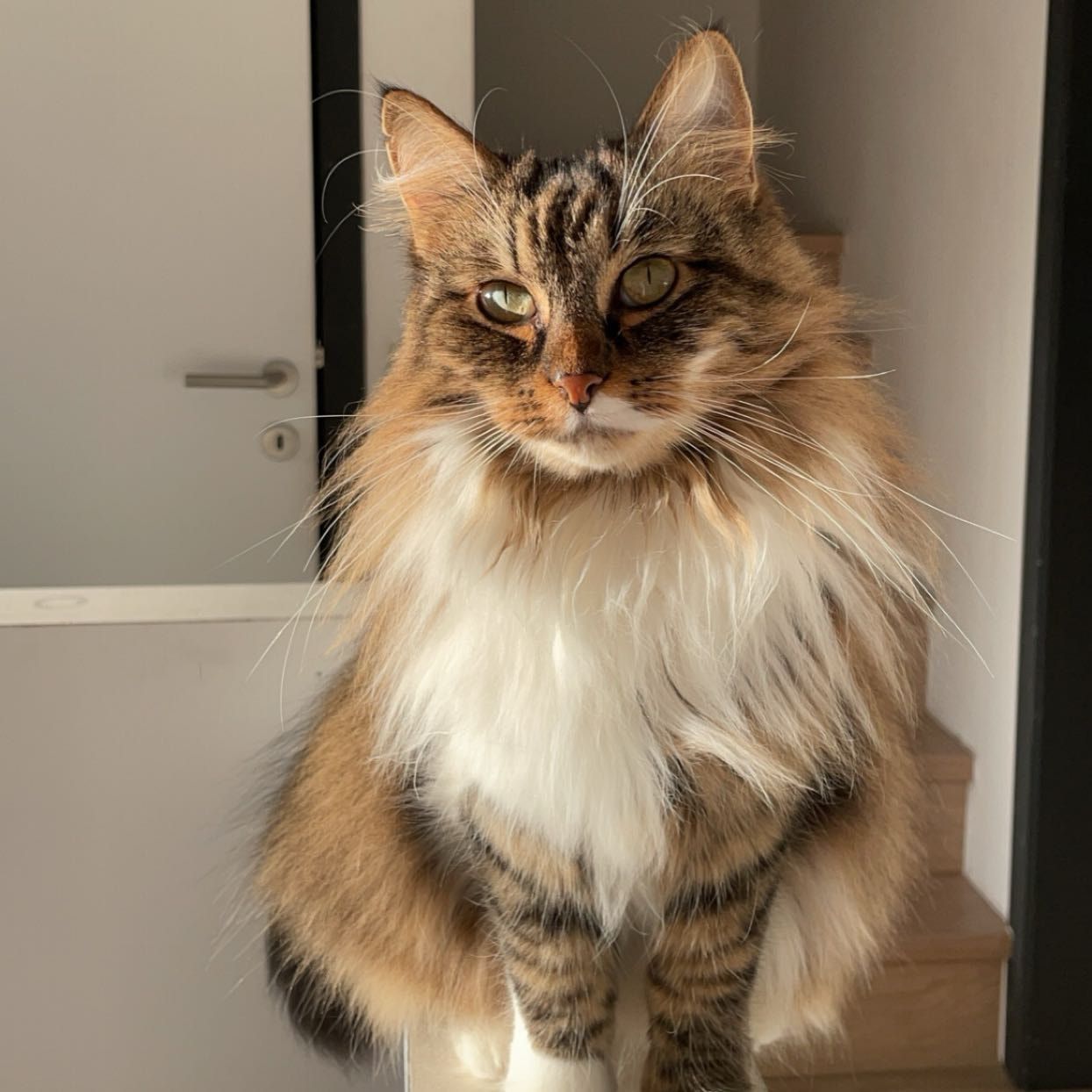 Mila