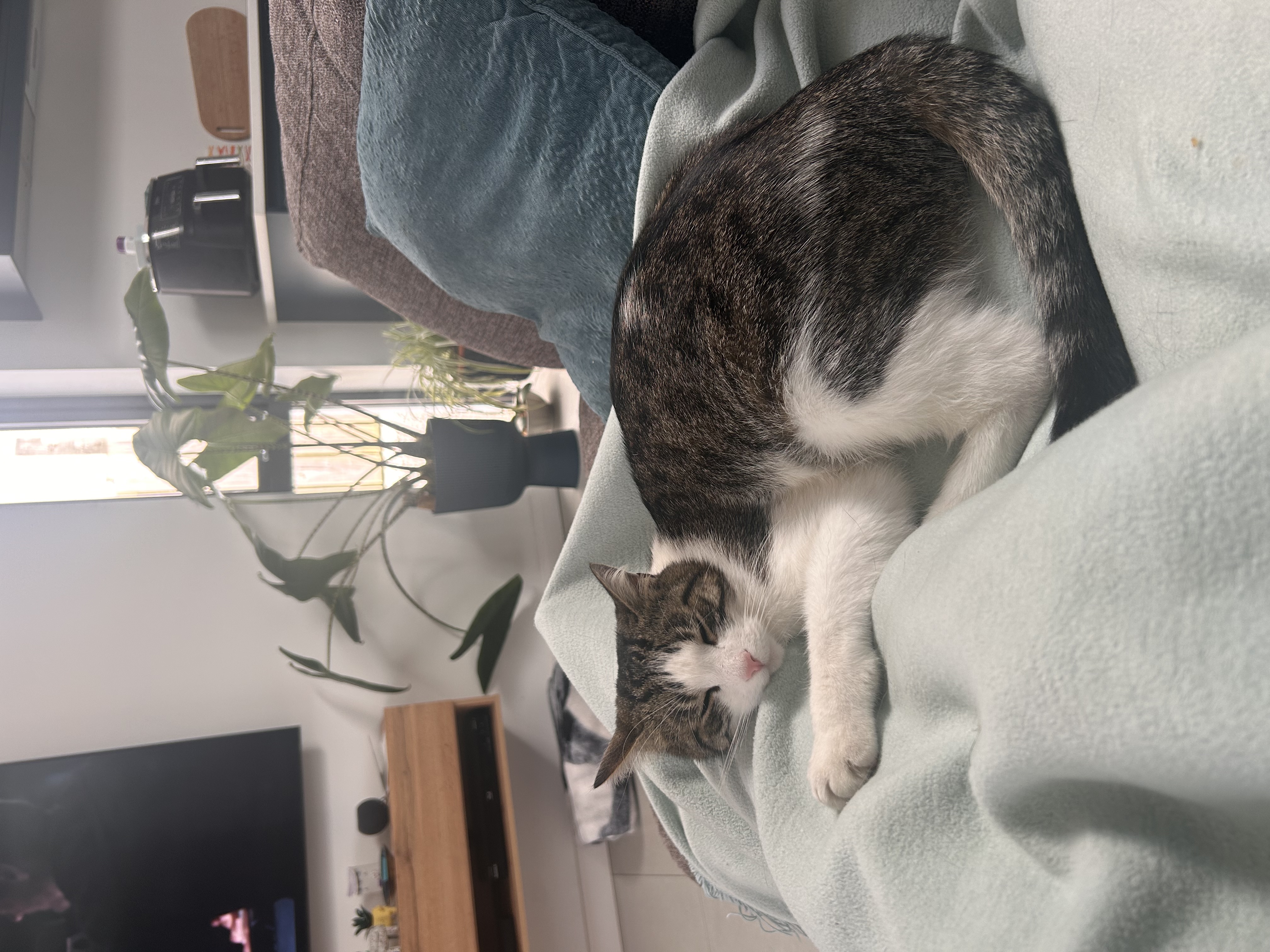 image-7