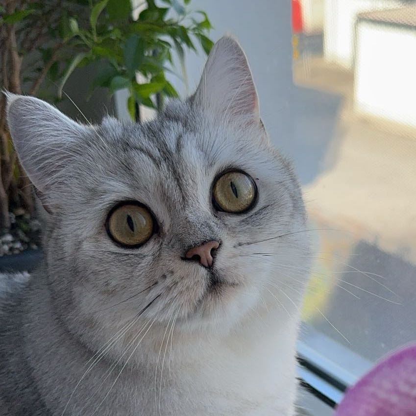 Garmi