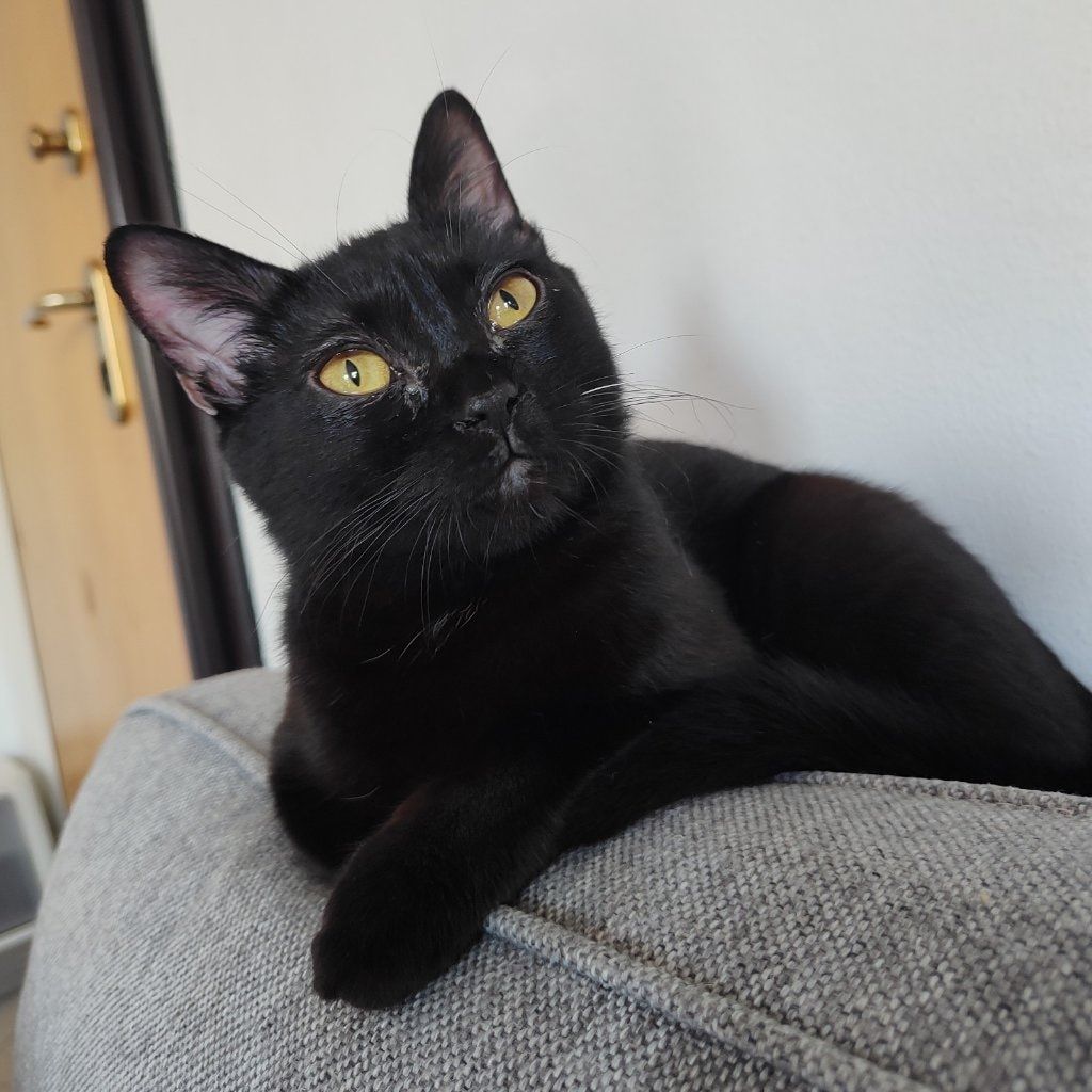 Pamela