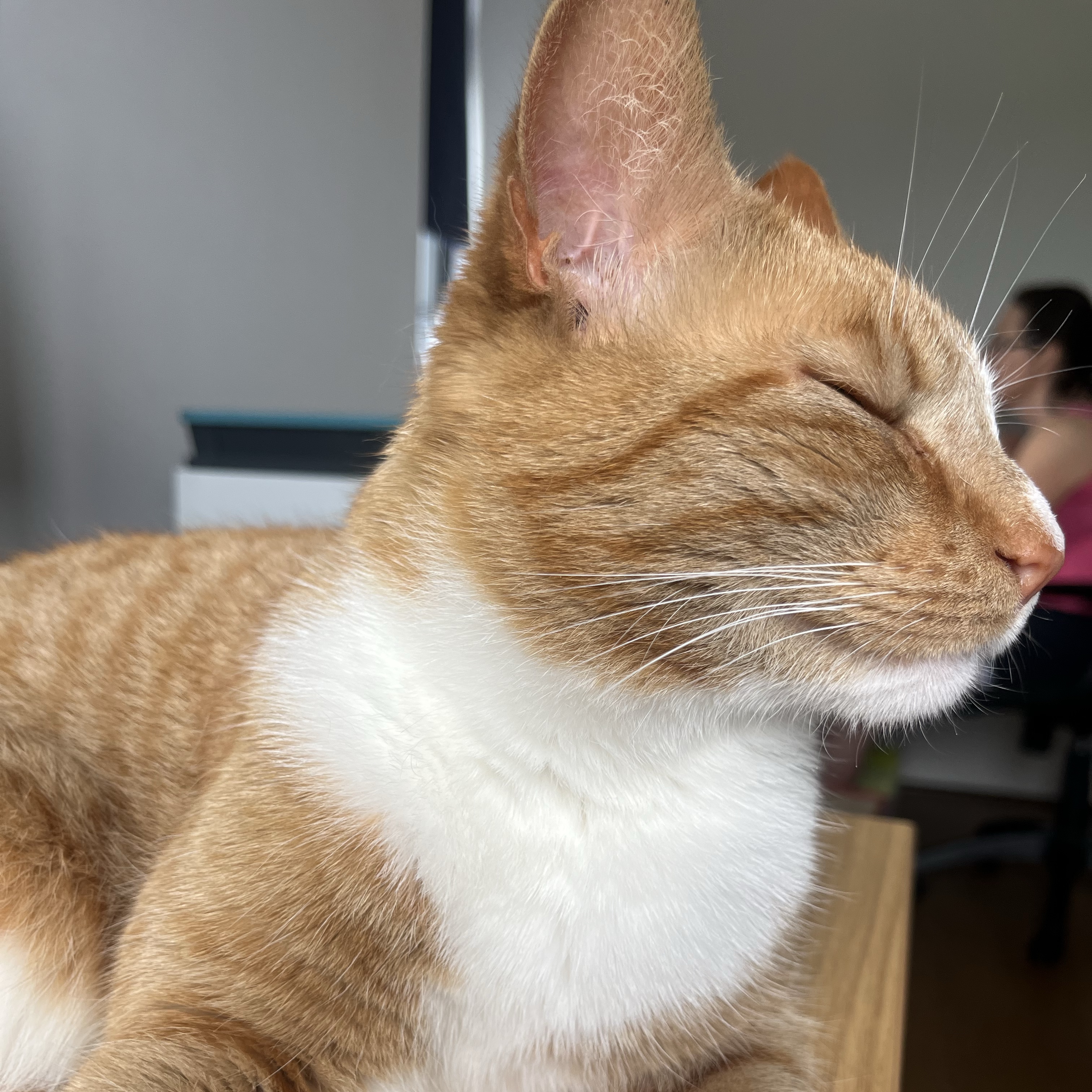 Custard 