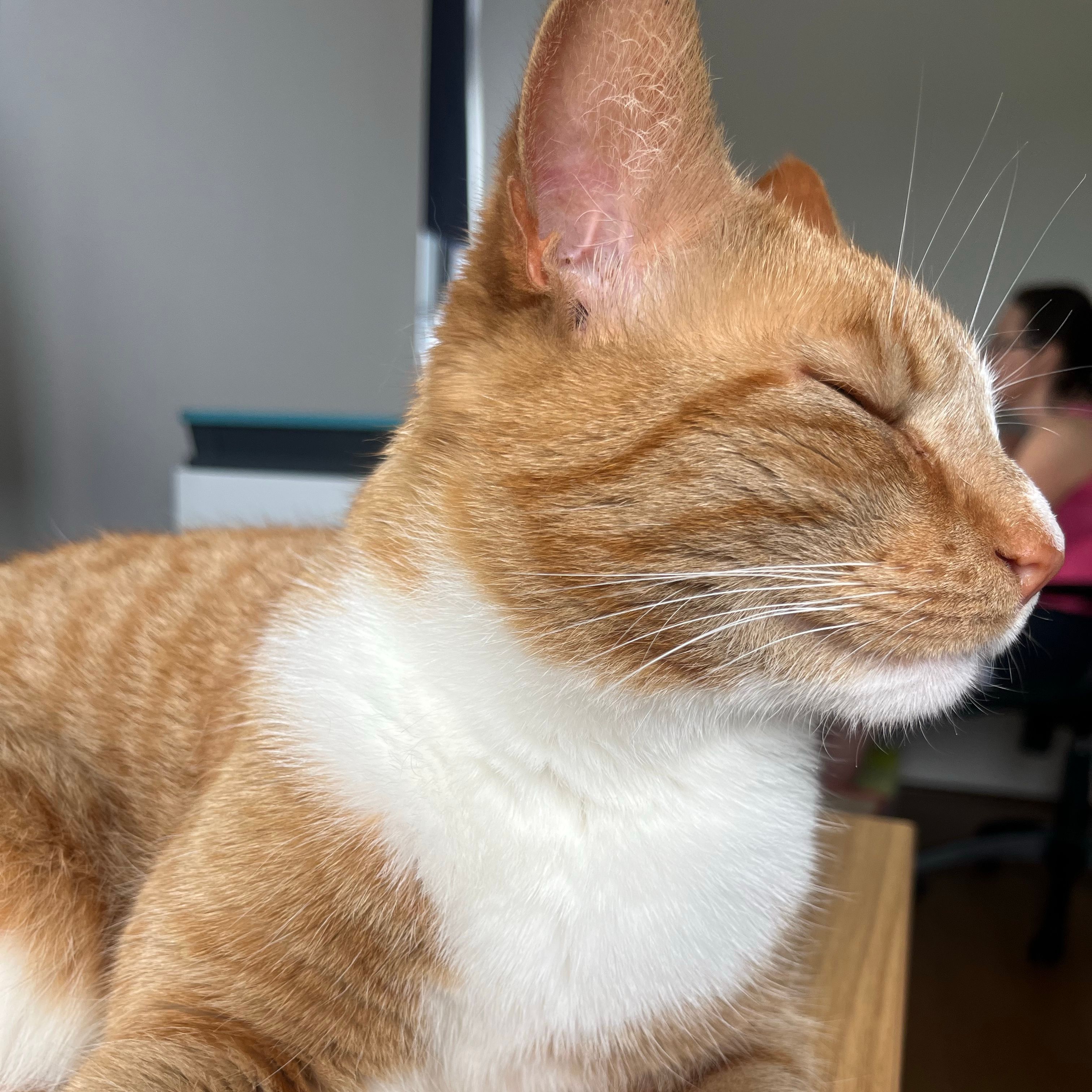 Custard