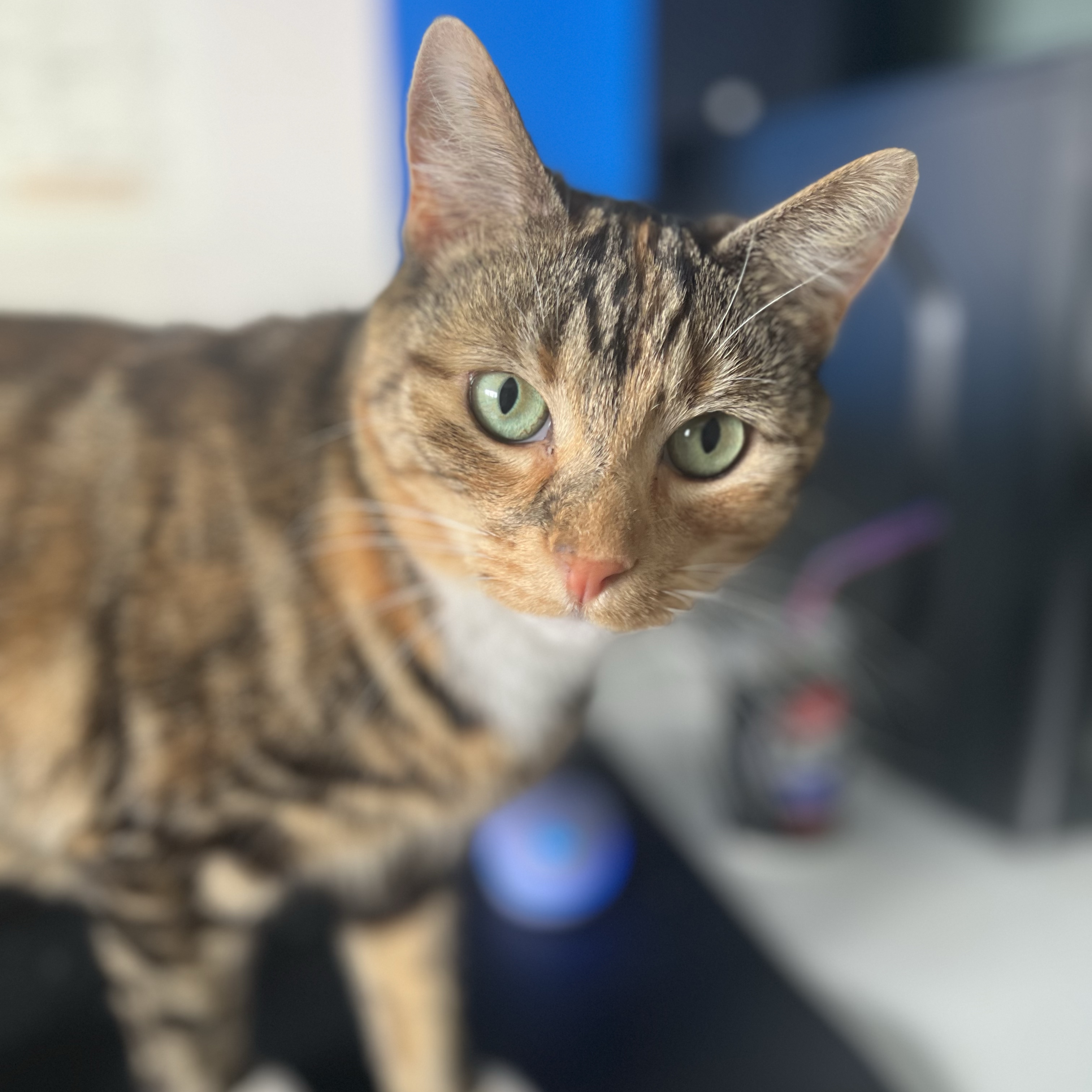 Hazel