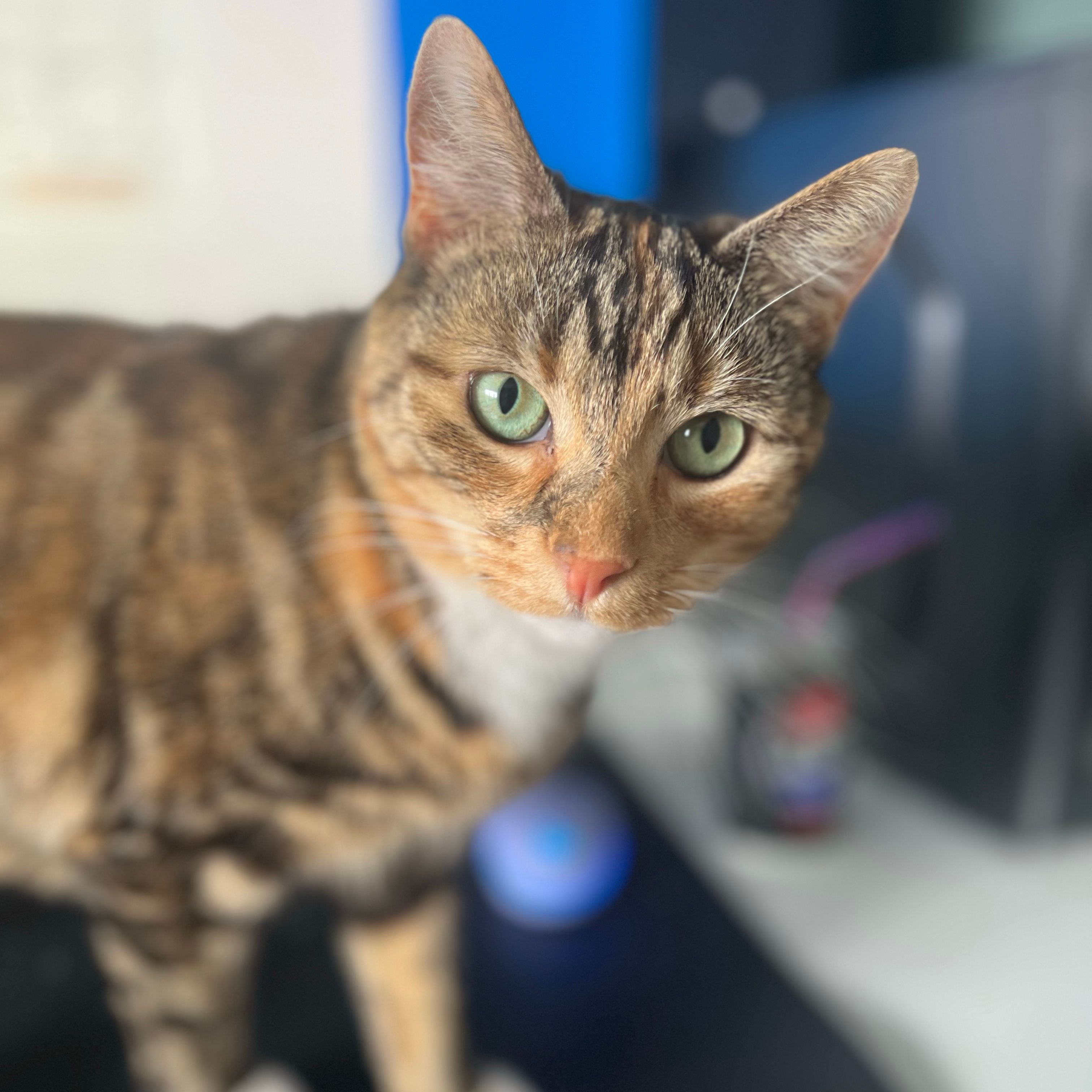 Hazel