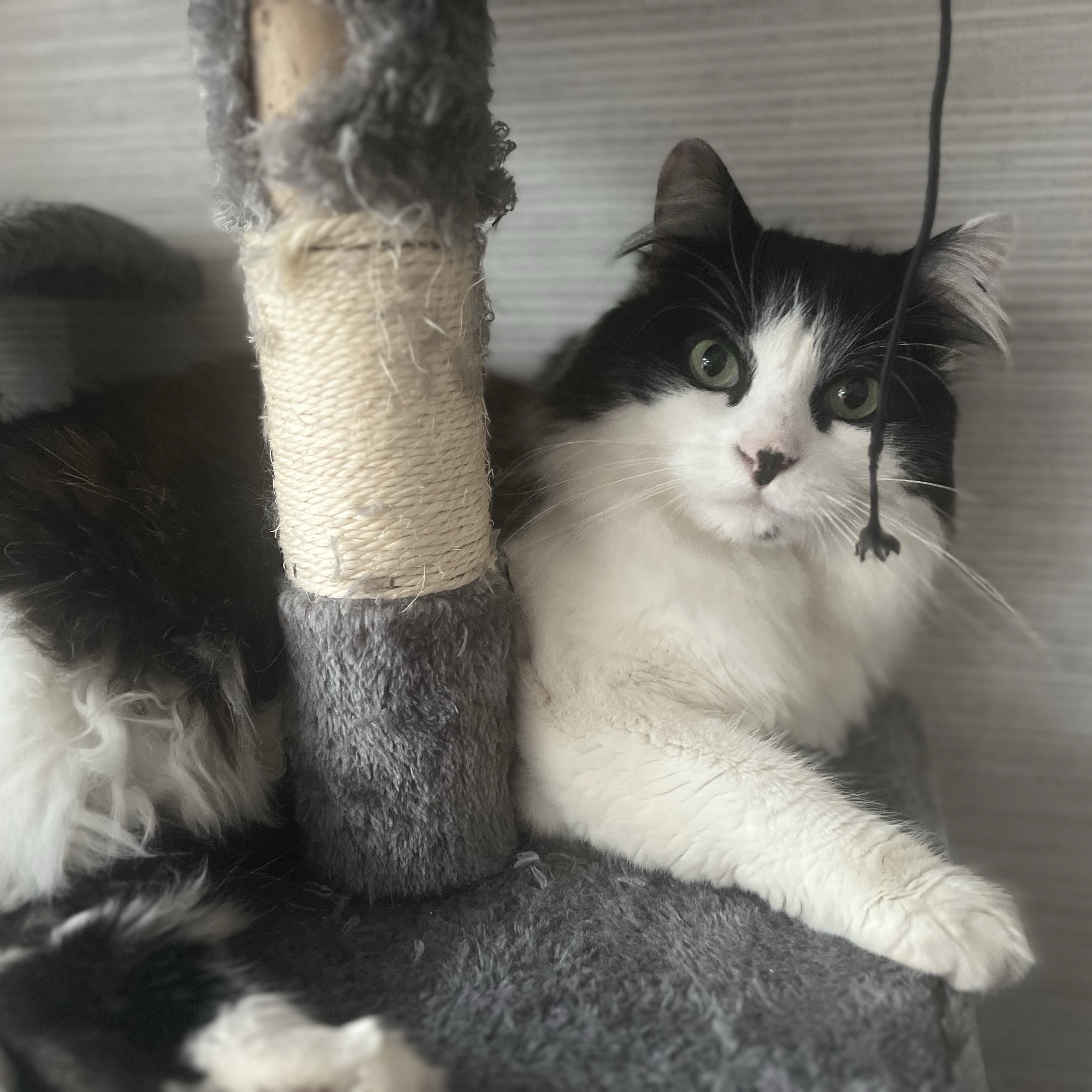 Oreo