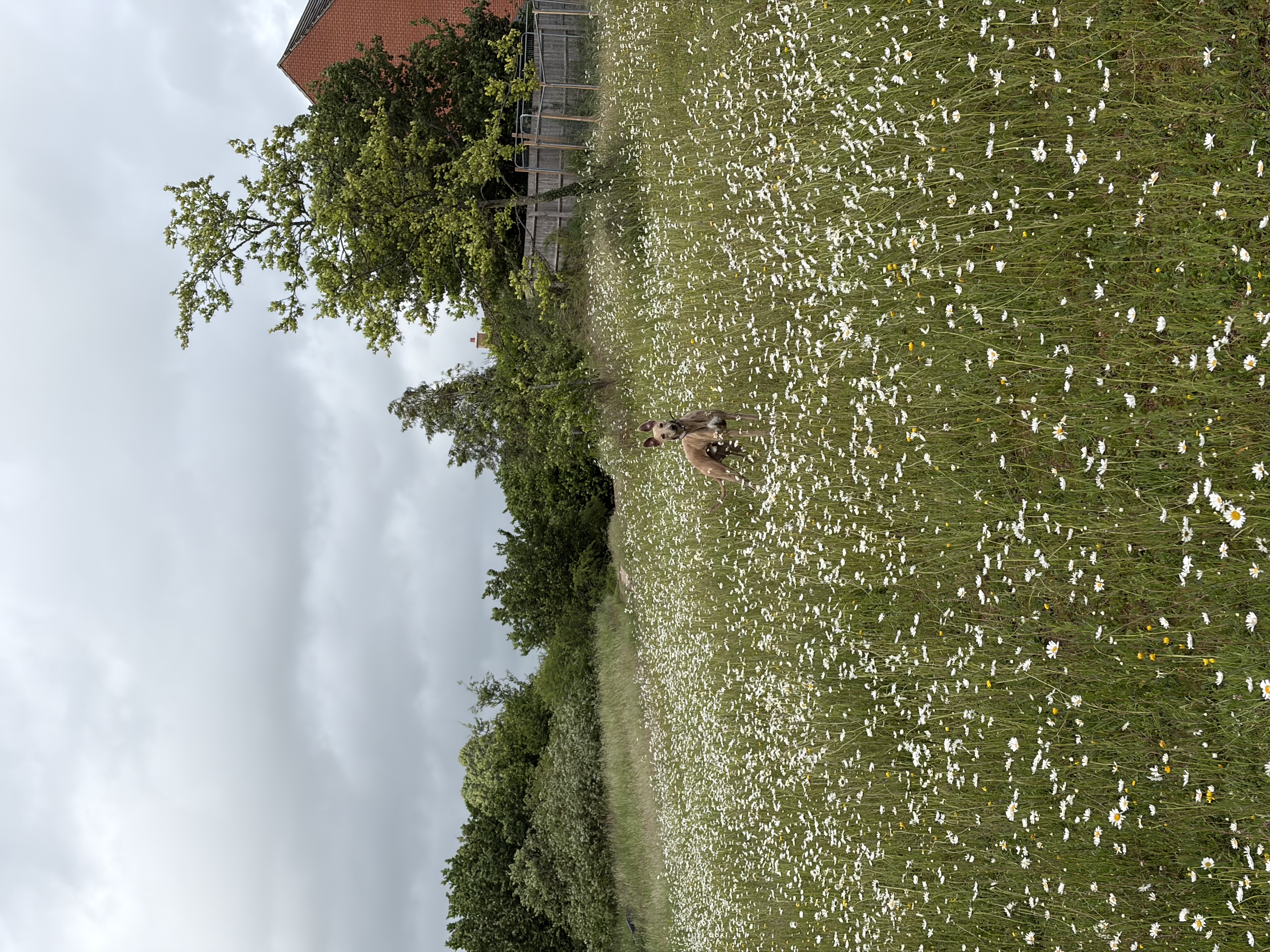image-14