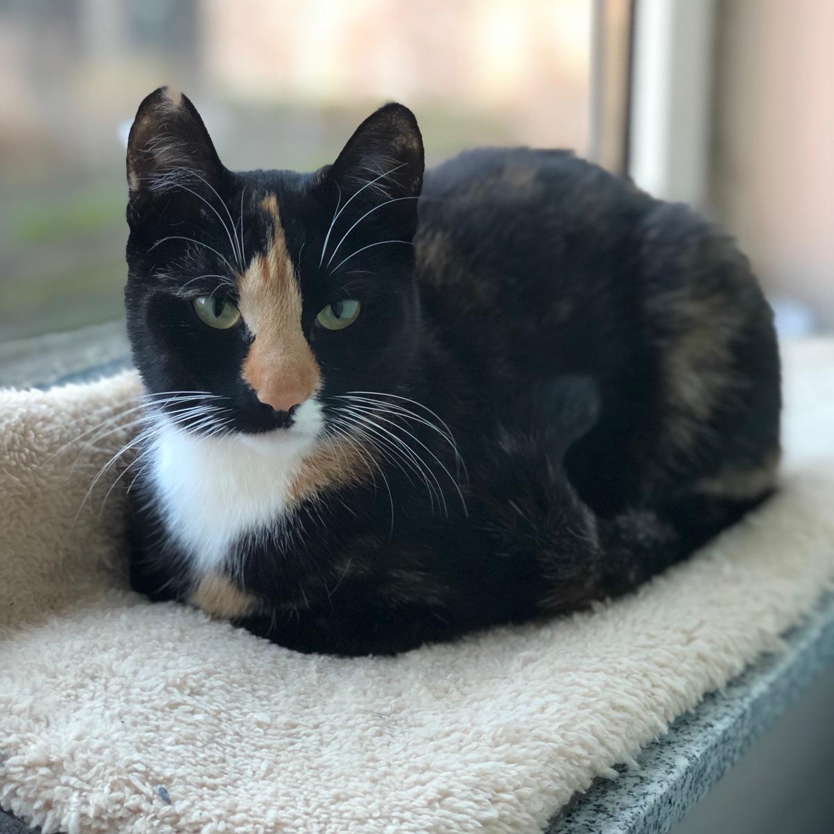 Bella
