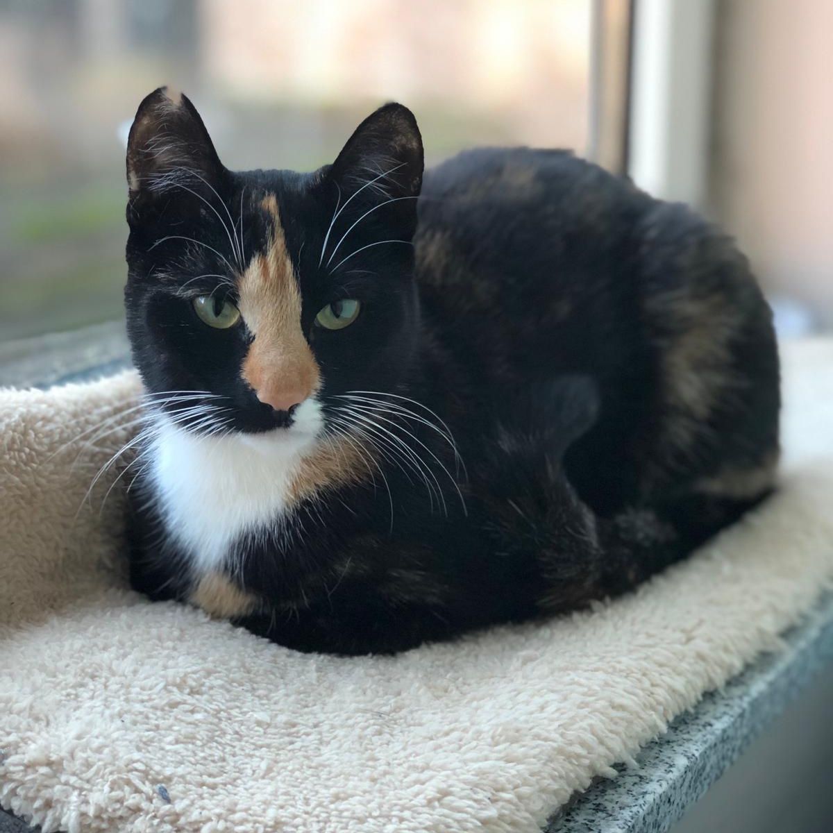 Bella