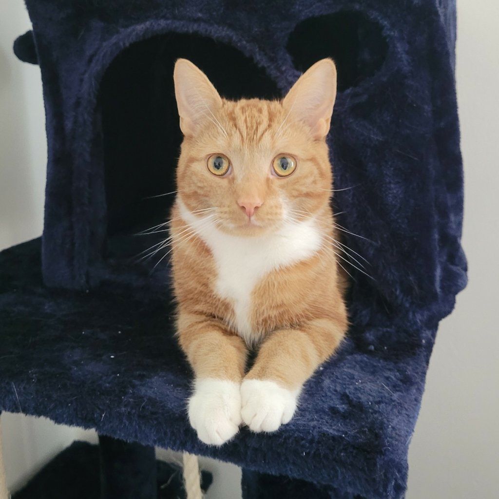 Loki