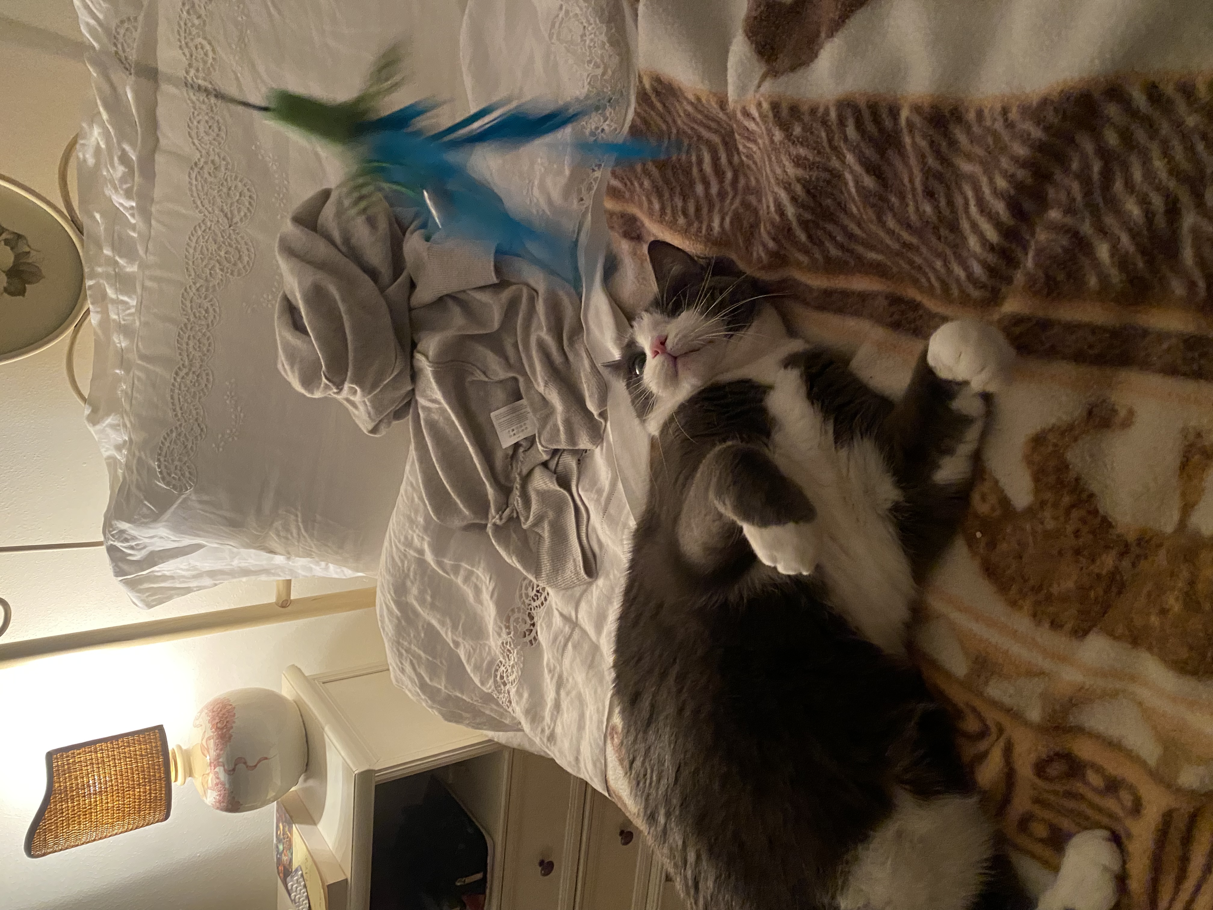 image-12