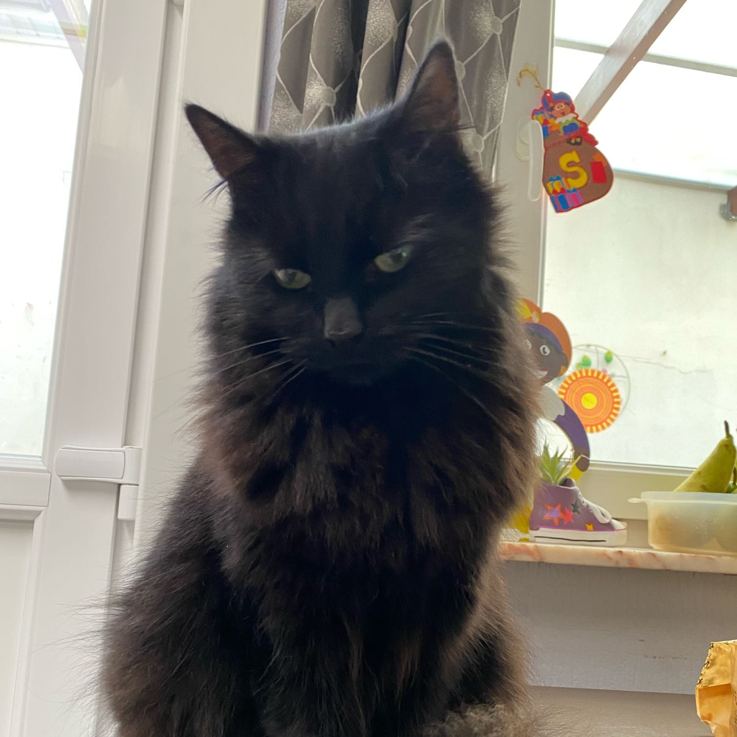 Zorro