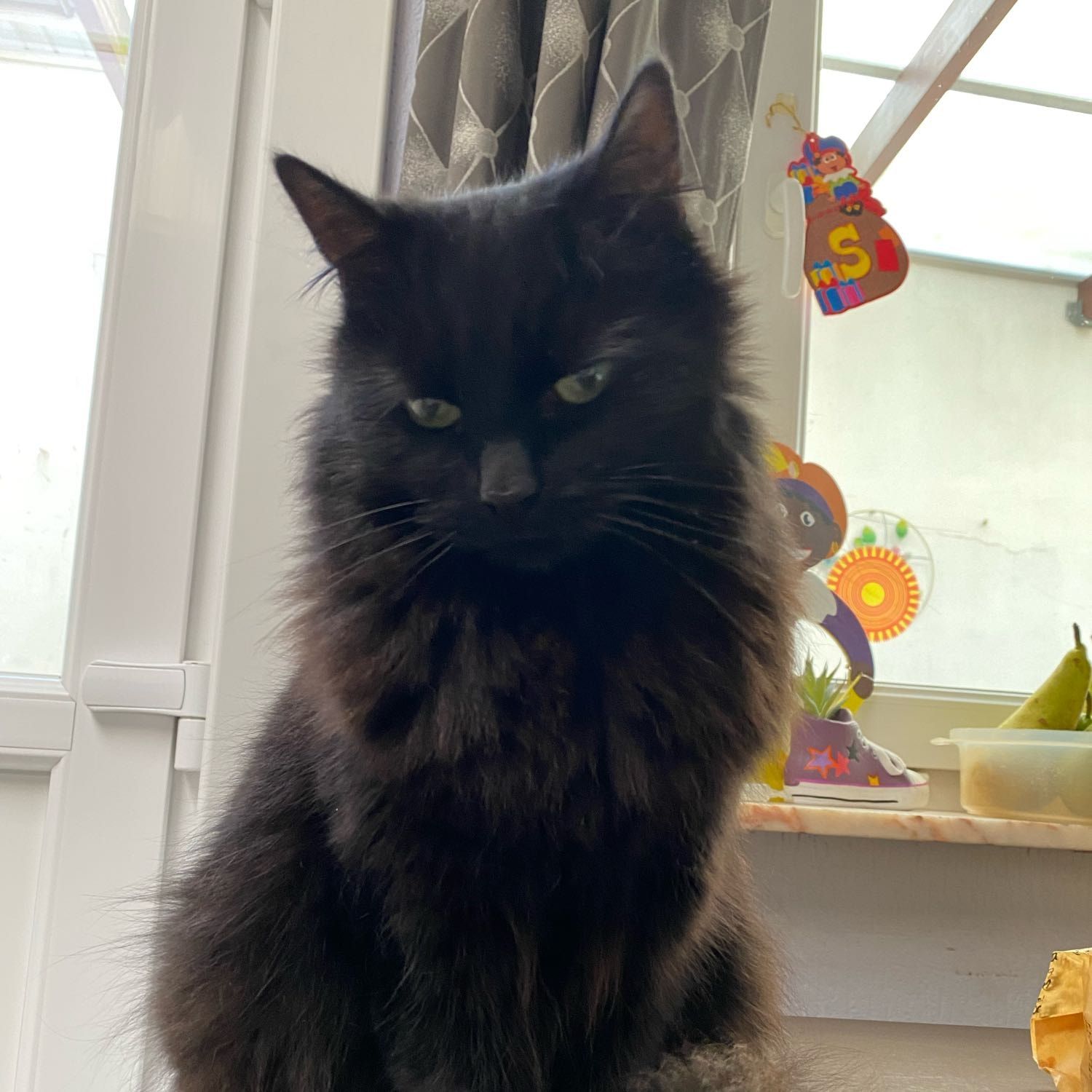 Zorro