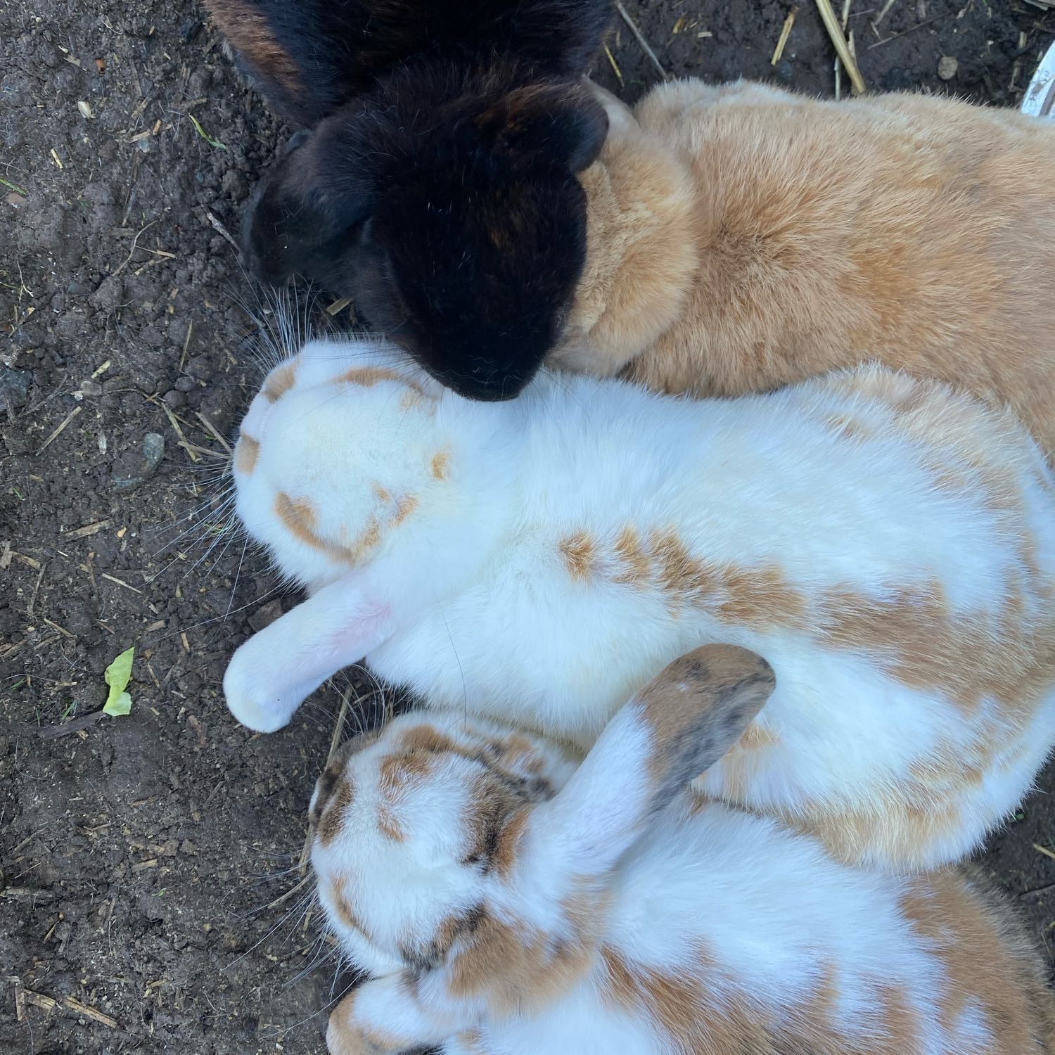 Bunny’s