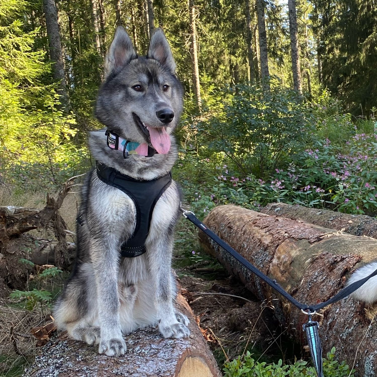 simba