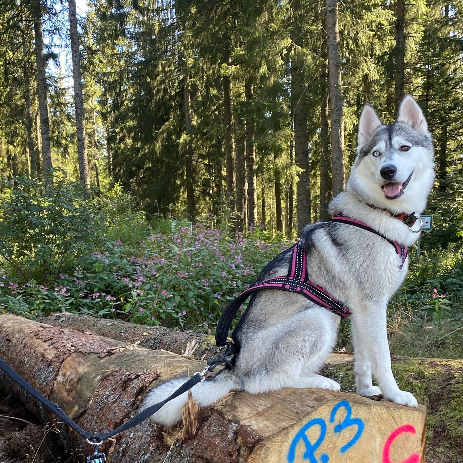 Nala