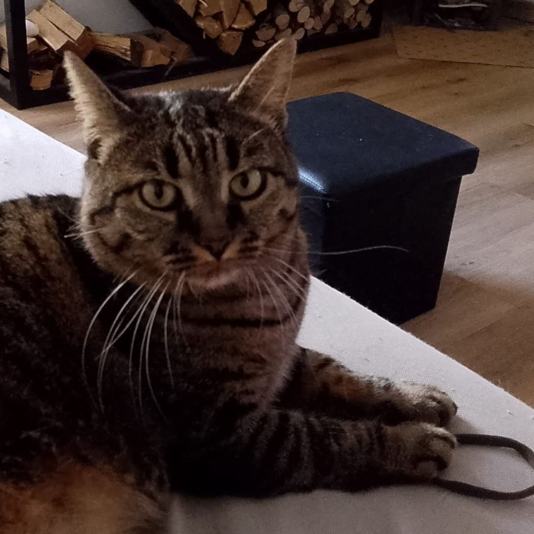 Zampa