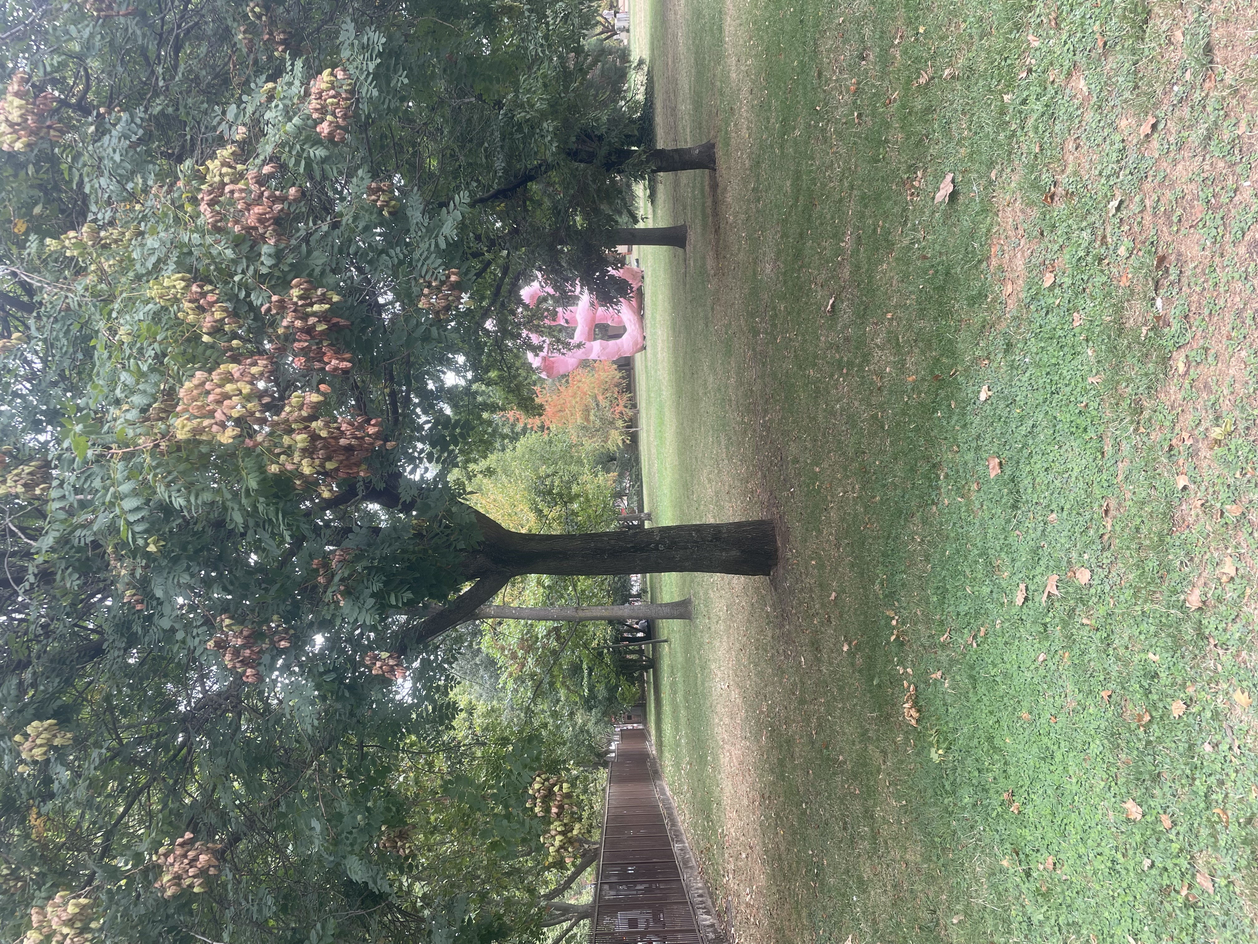 image-19
