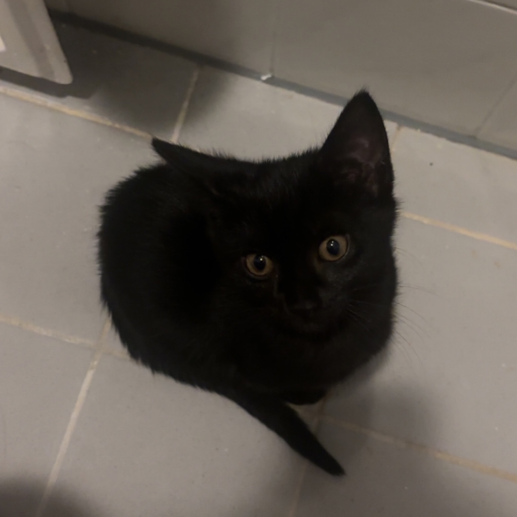 Kiwi