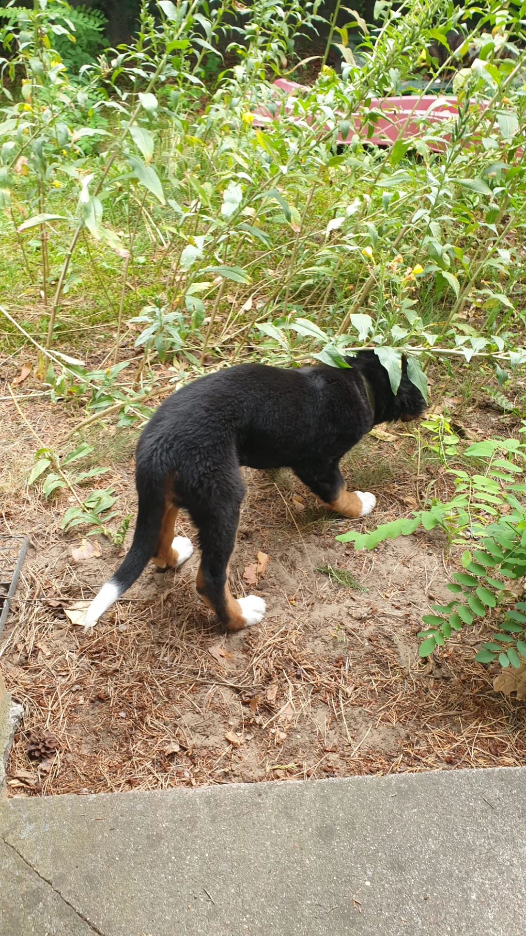 image-7