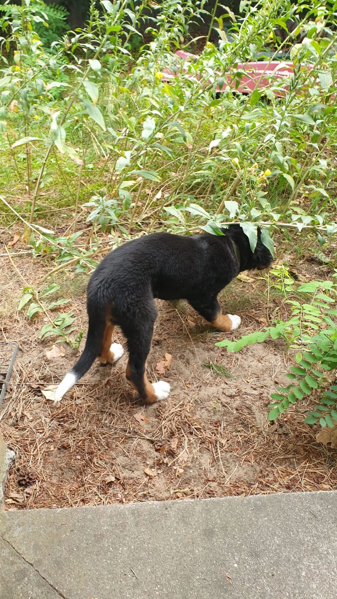 image-7