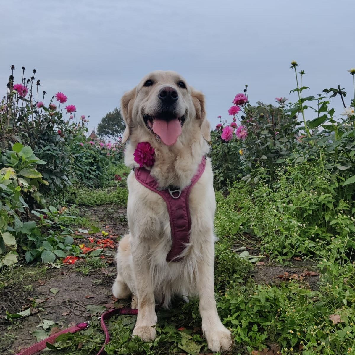 Ella