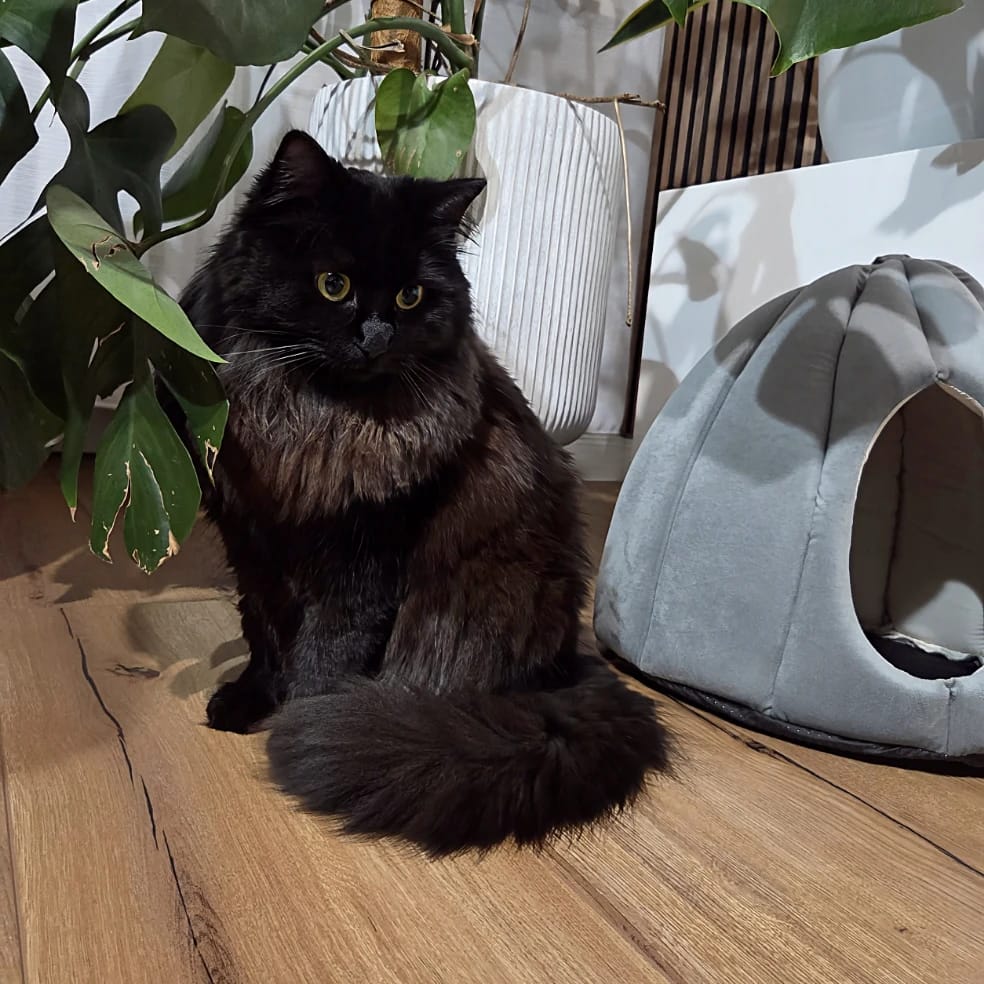 Mila
