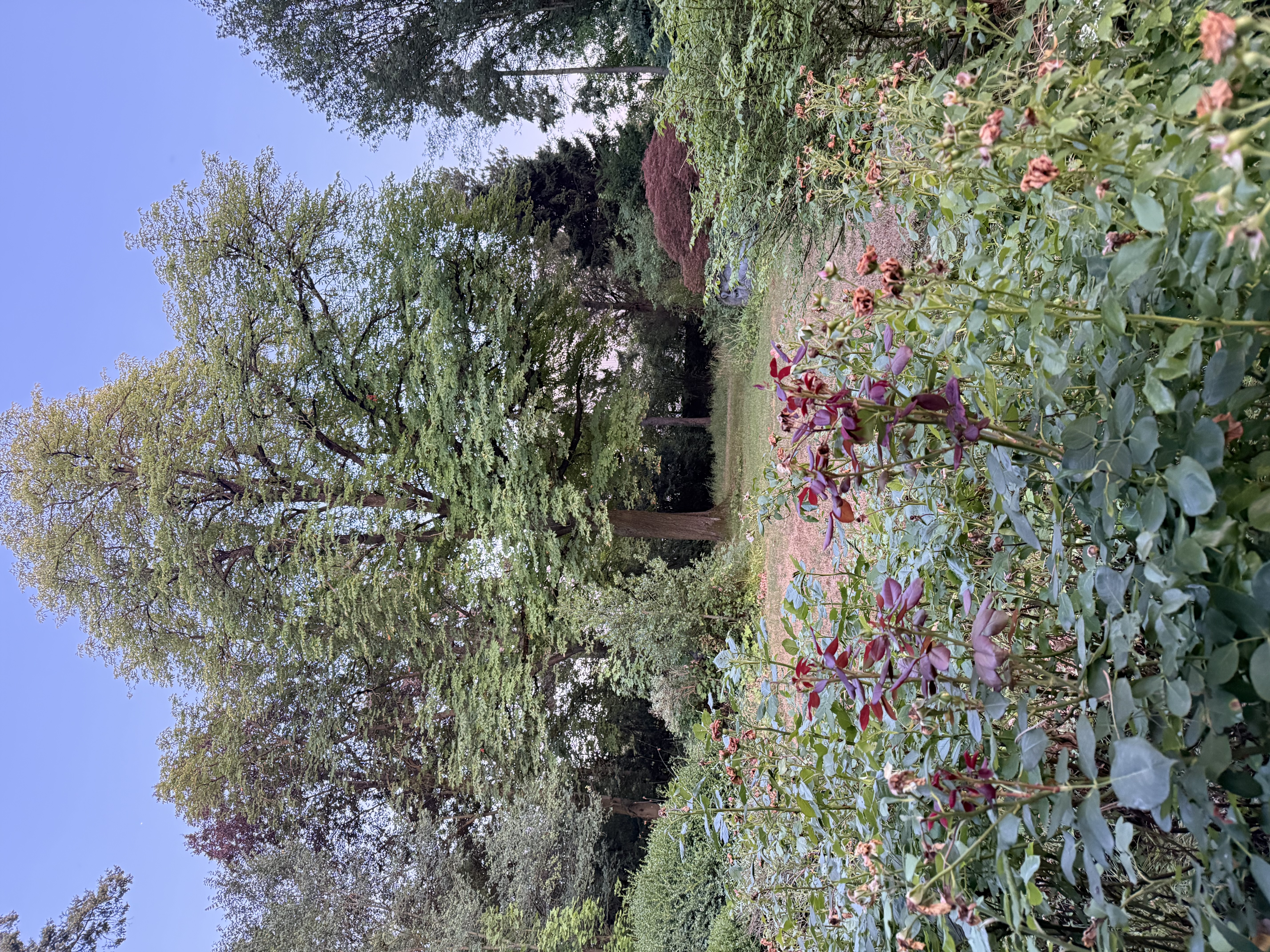 image-17