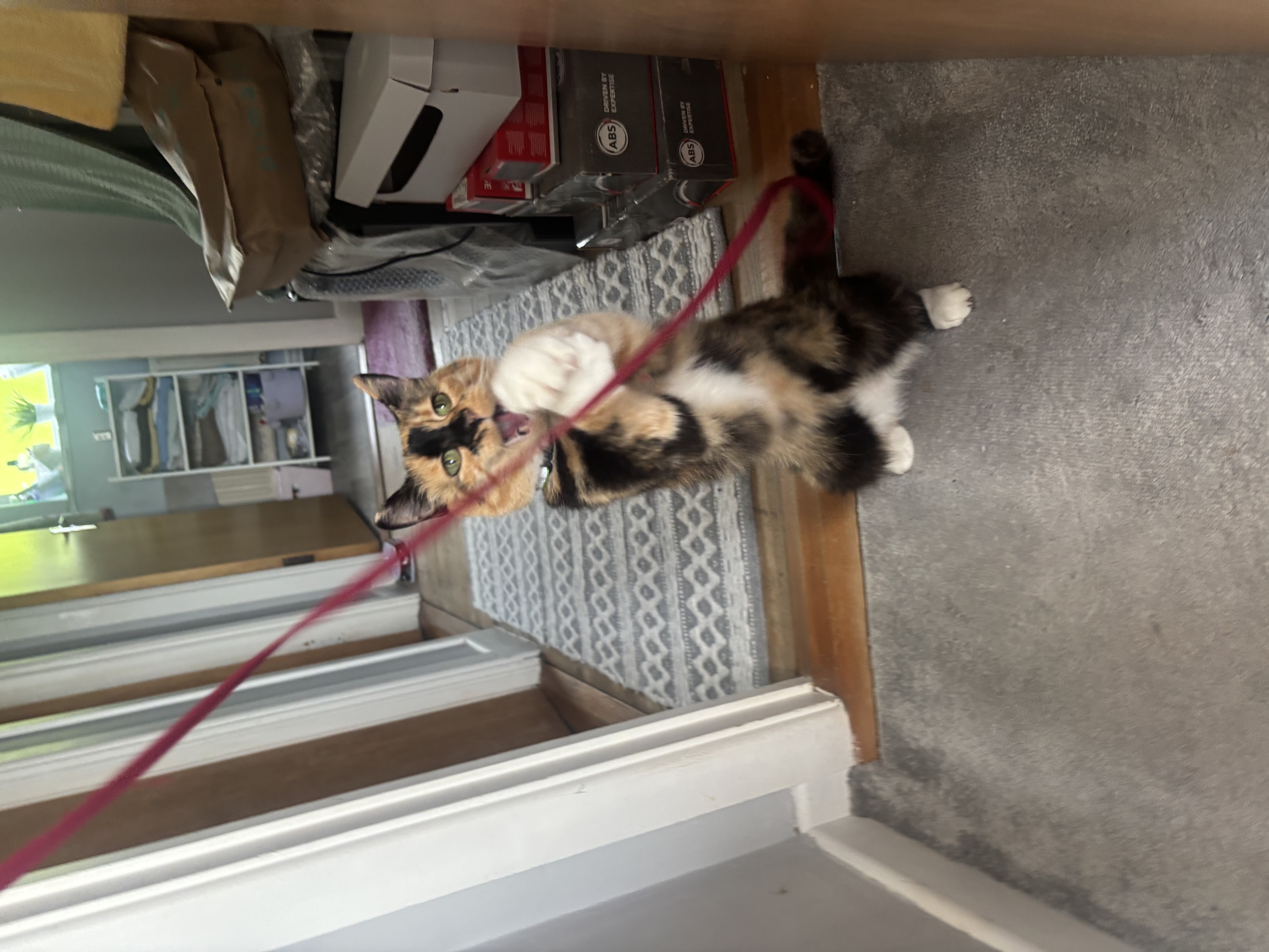 image-7