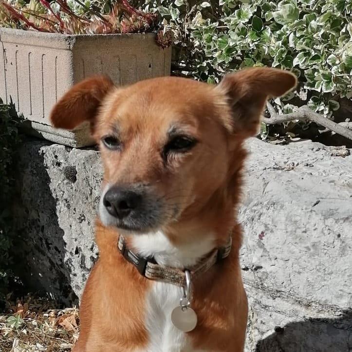 Guapo