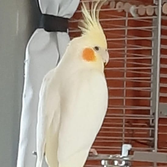 Sunny