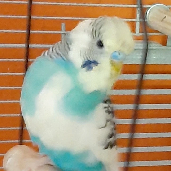 Cookie