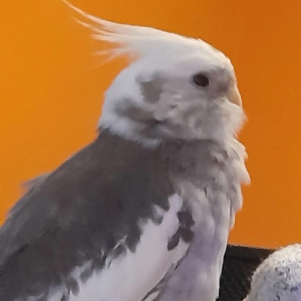 Oreo