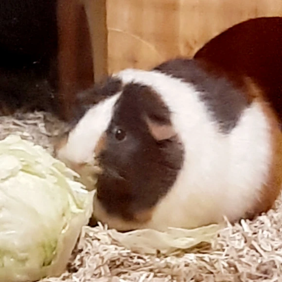 Hazel
