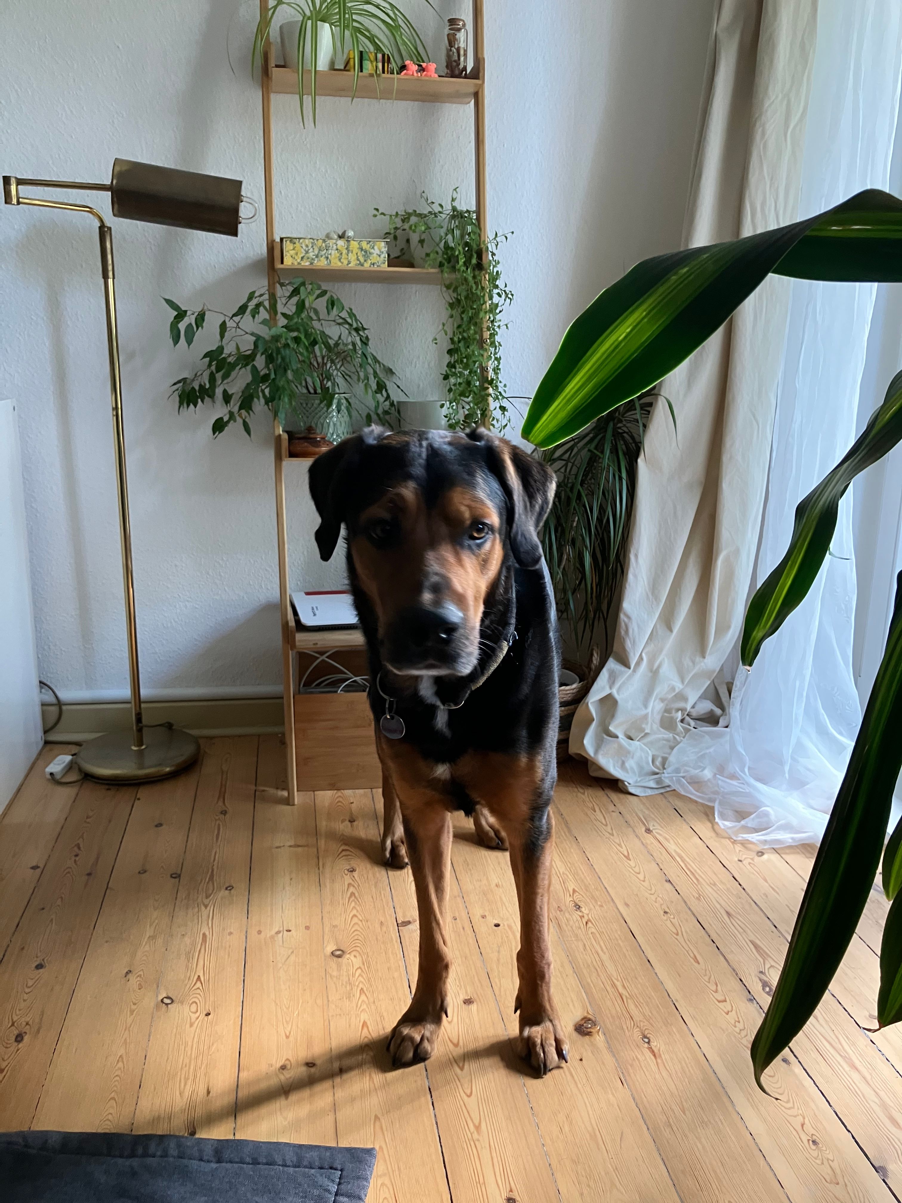 image-19