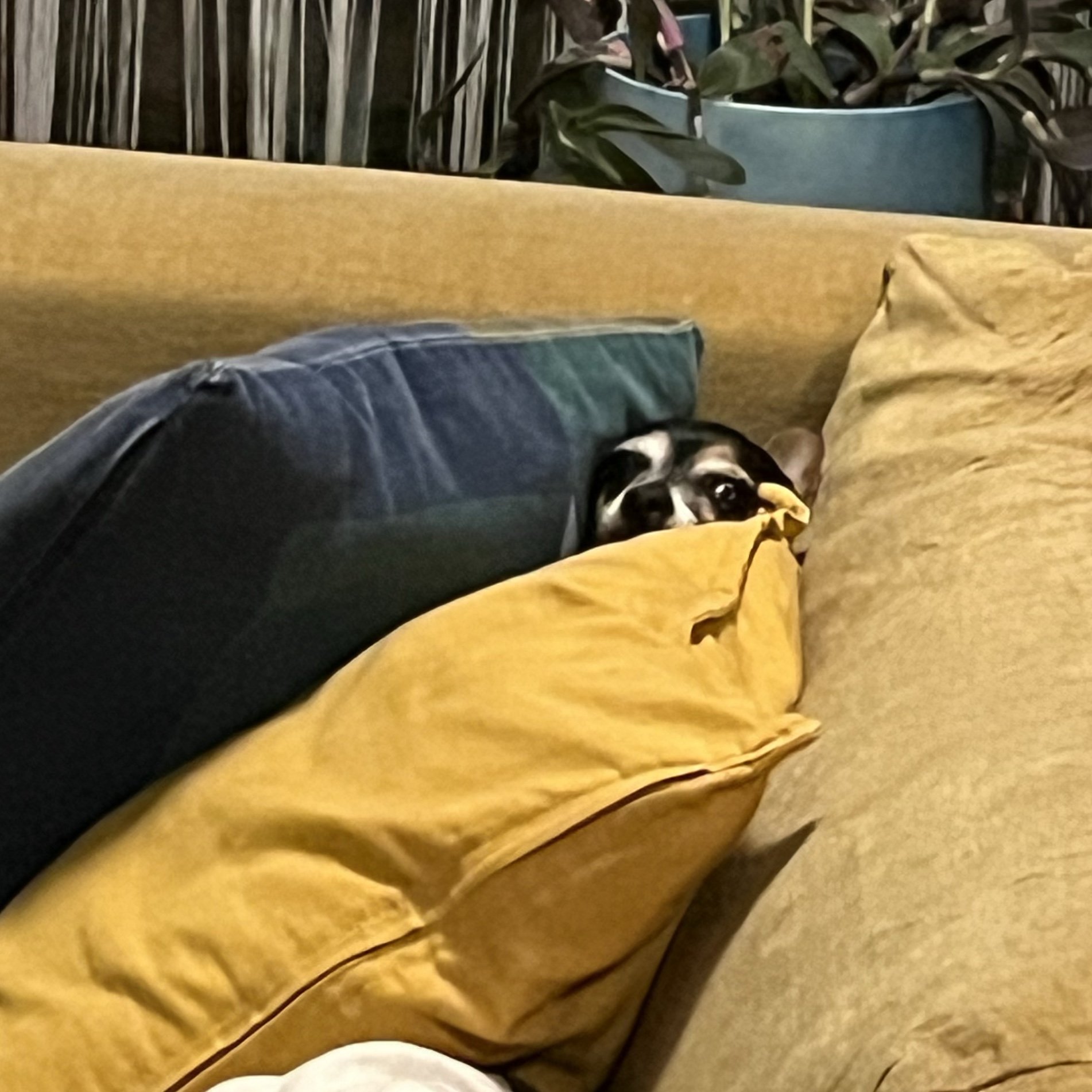 Frida