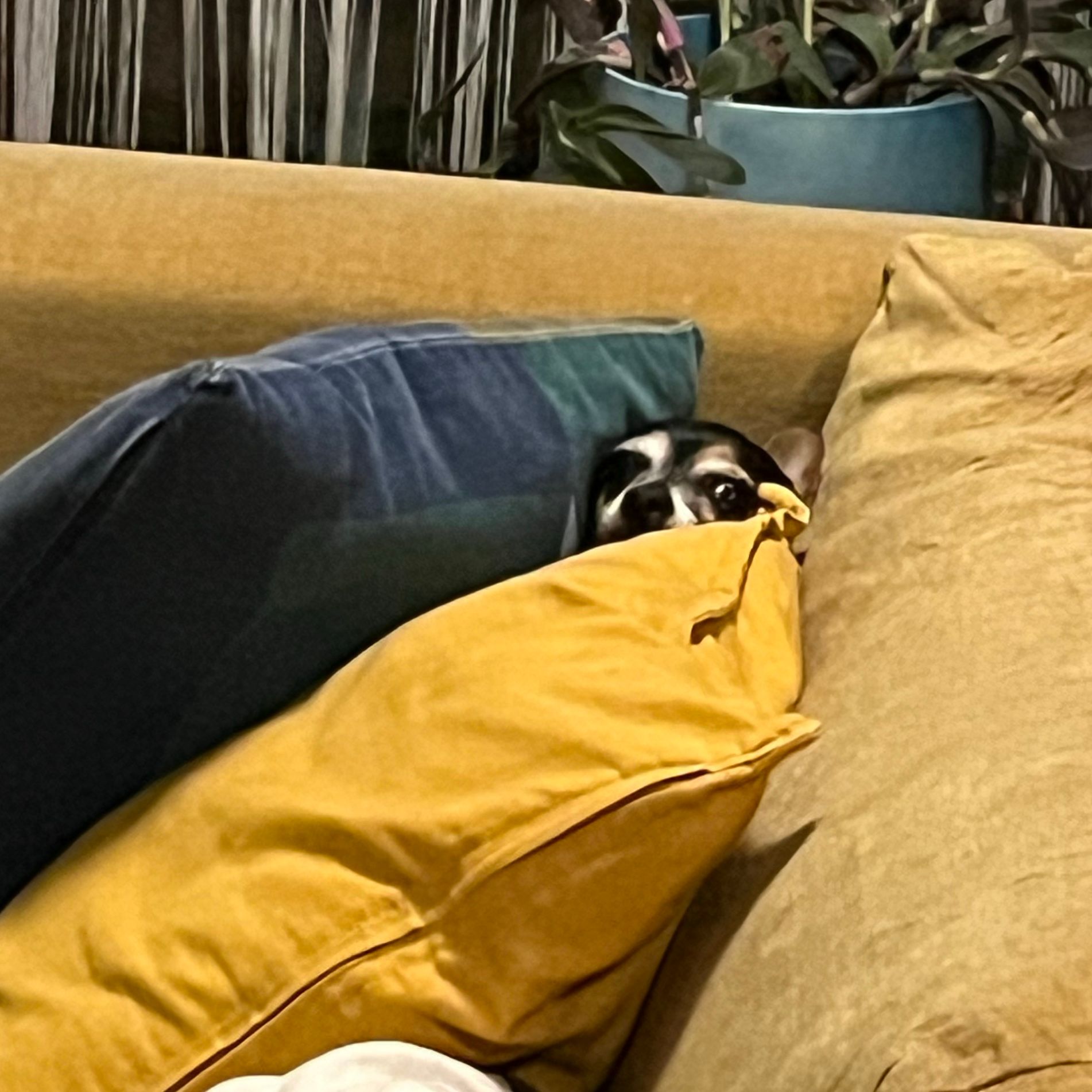 Frida