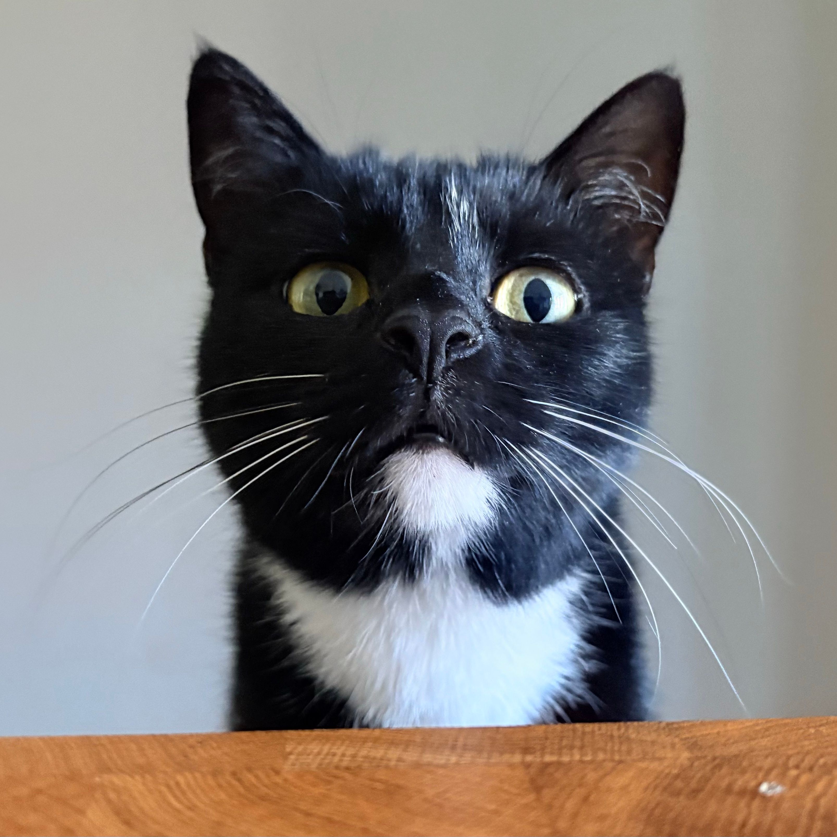 Bowie