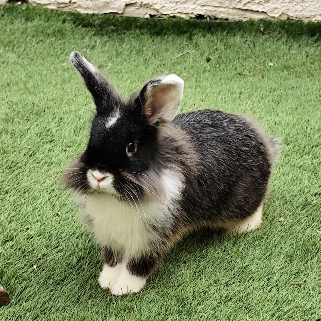 Léo