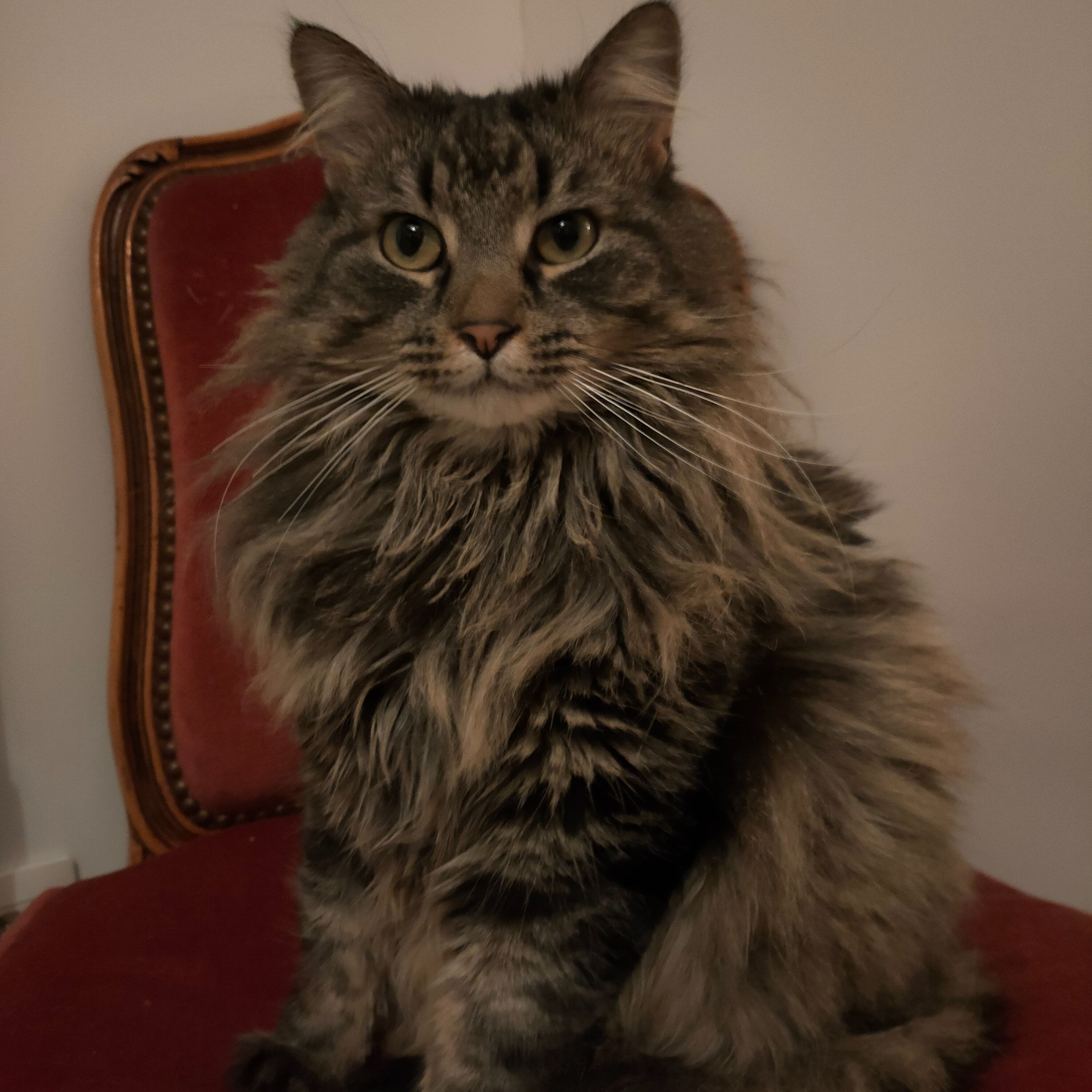 Georges