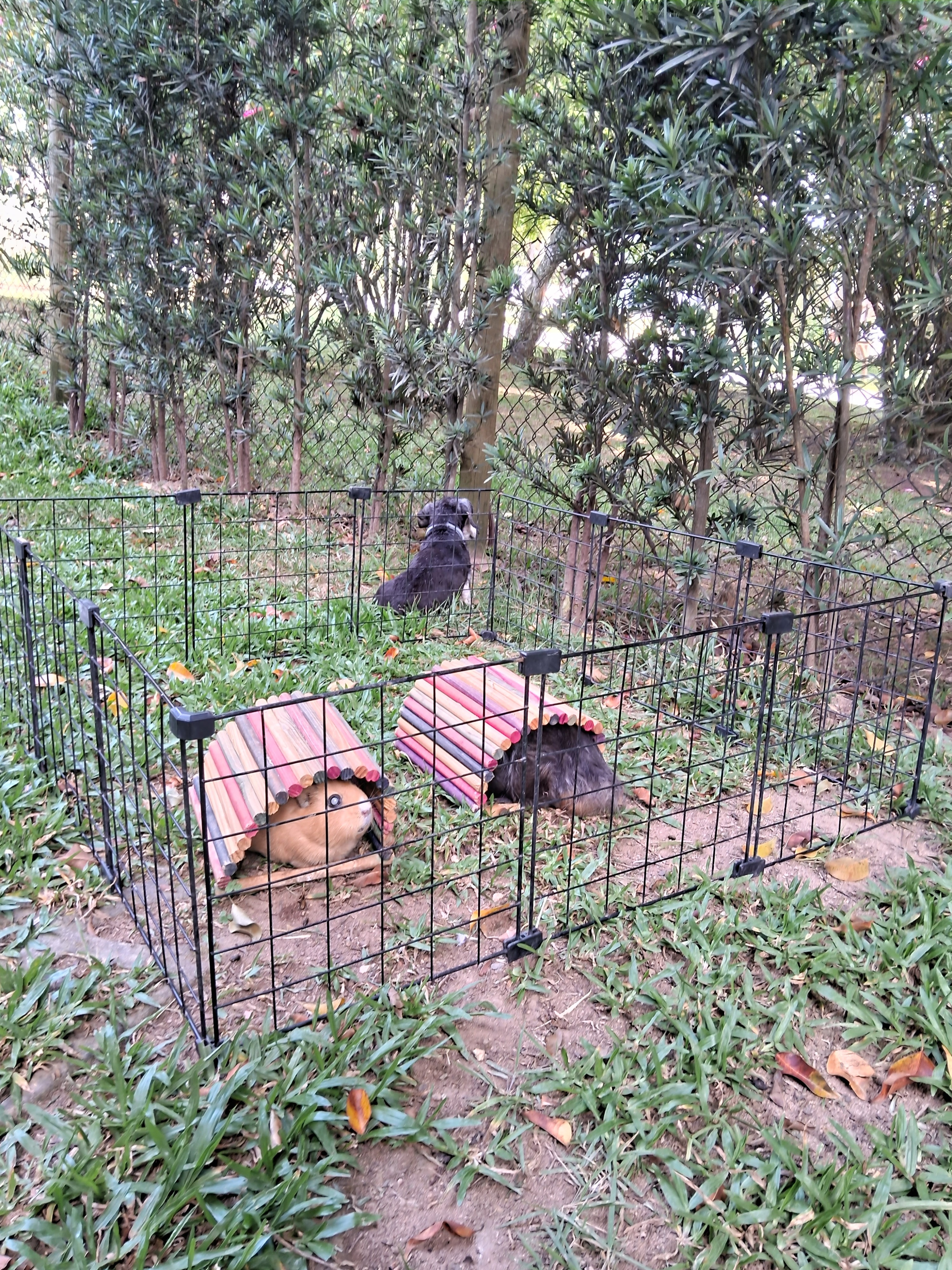 image-4