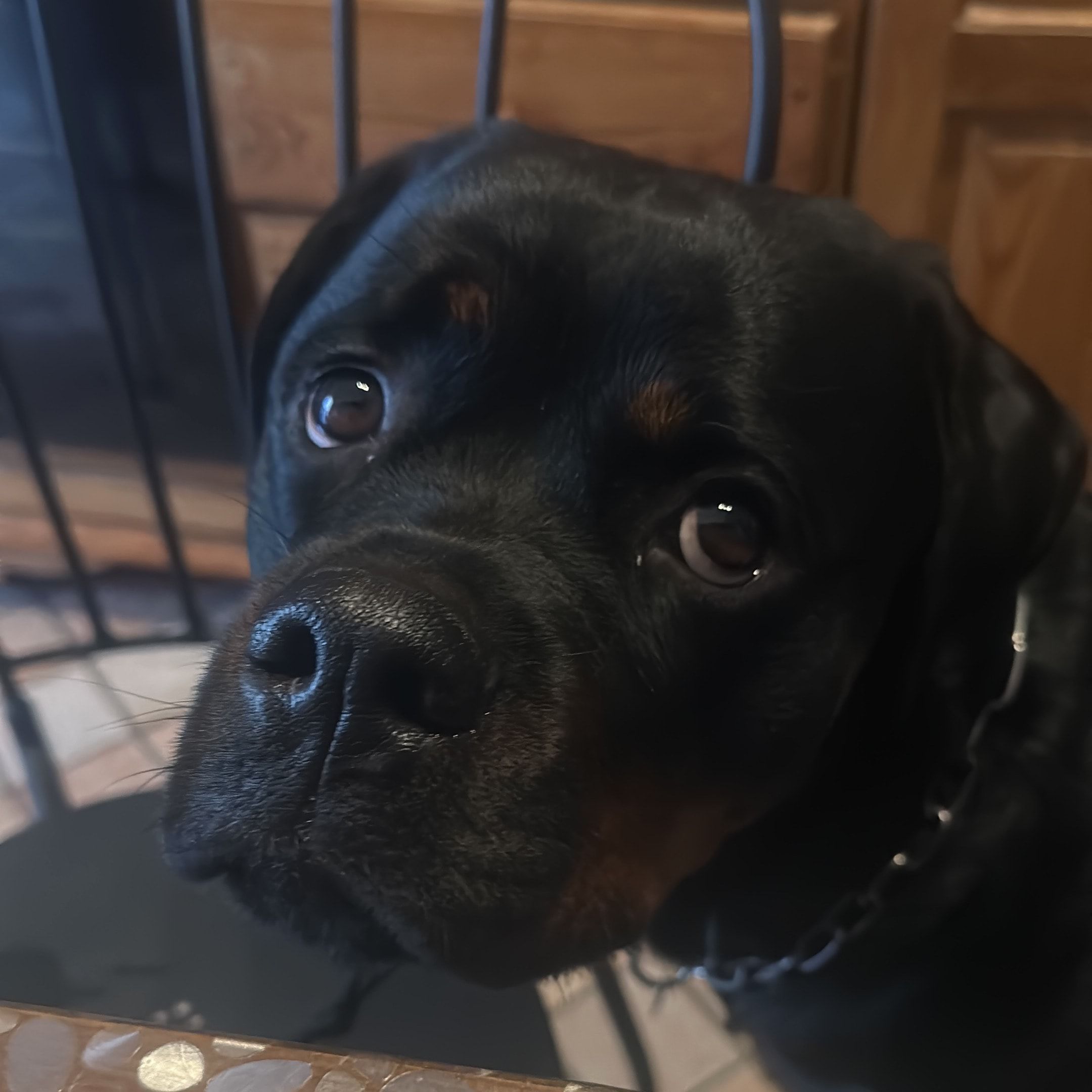 Perla