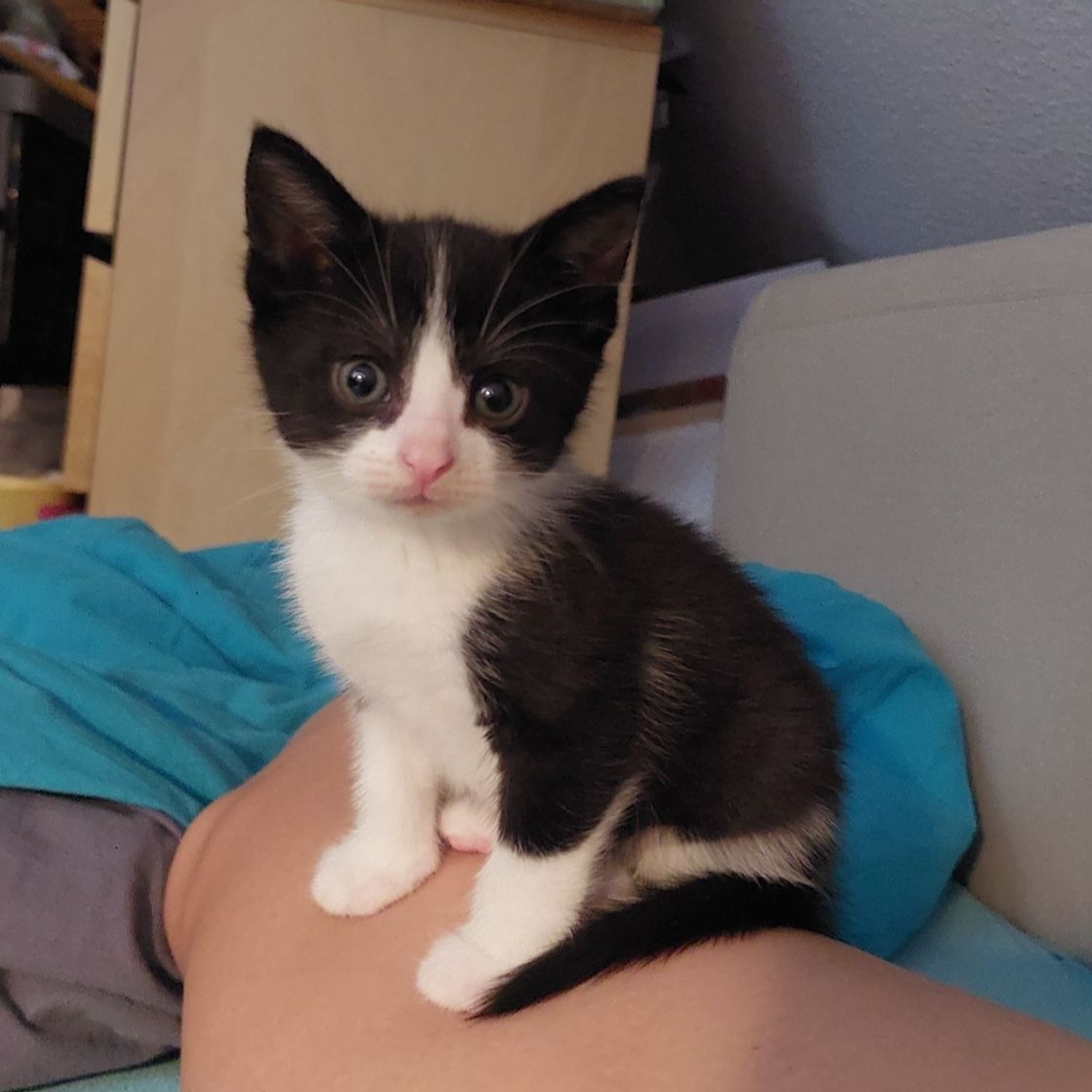 Mochi