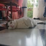 Sloffel