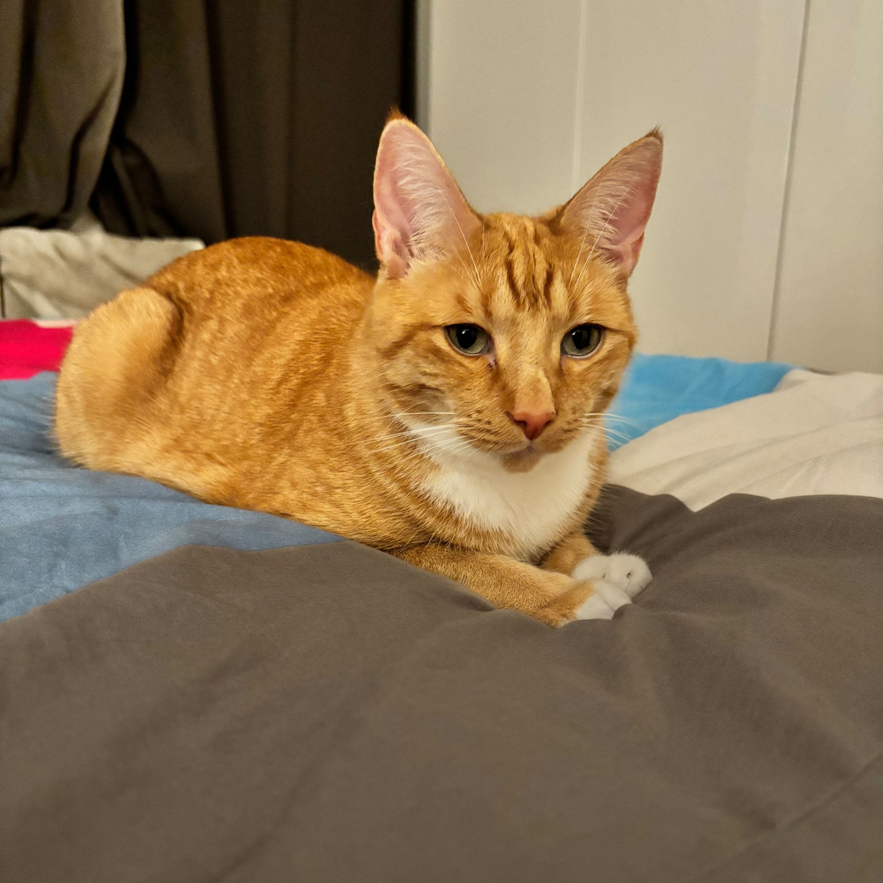 Eddie