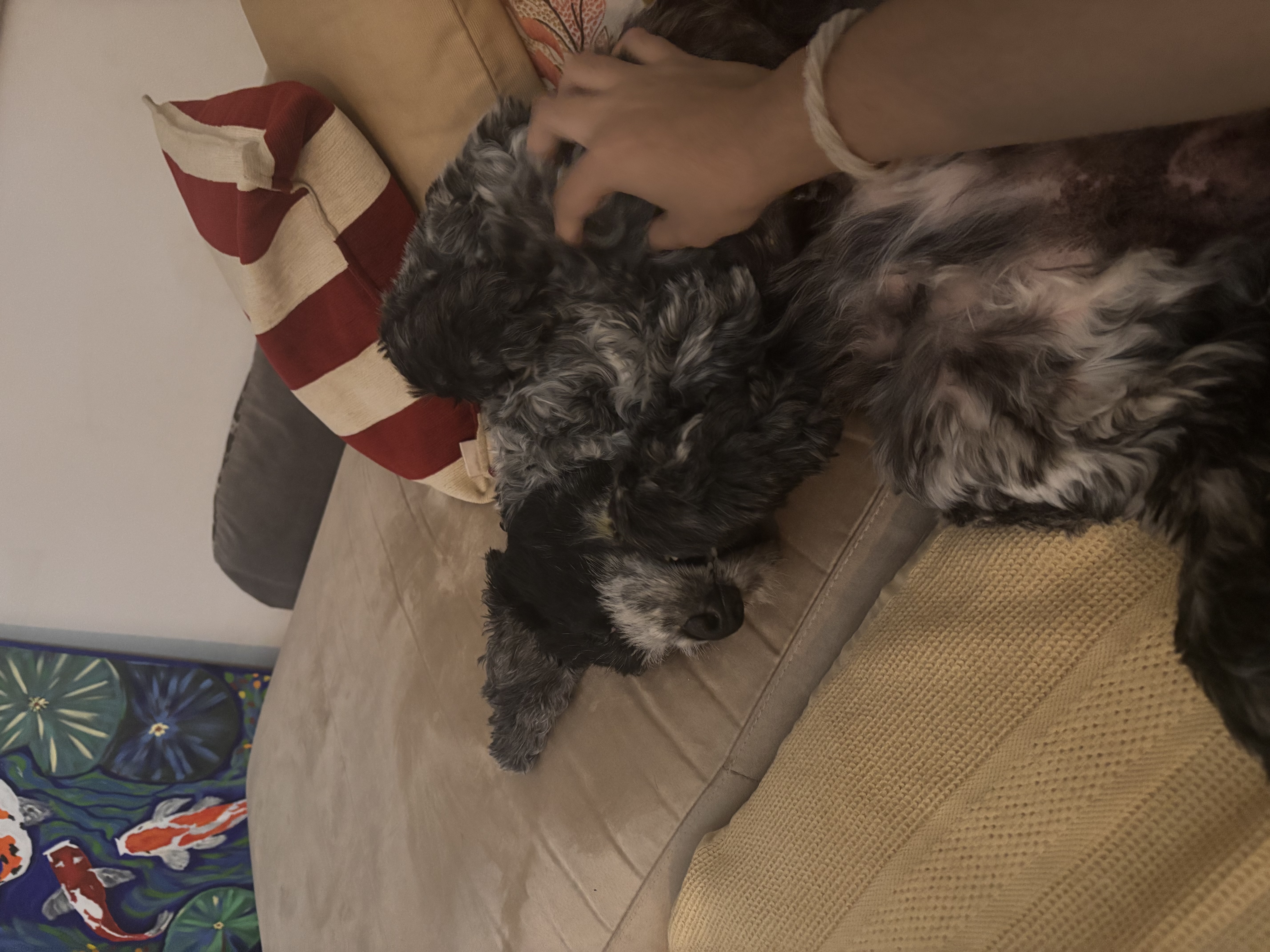 image-7