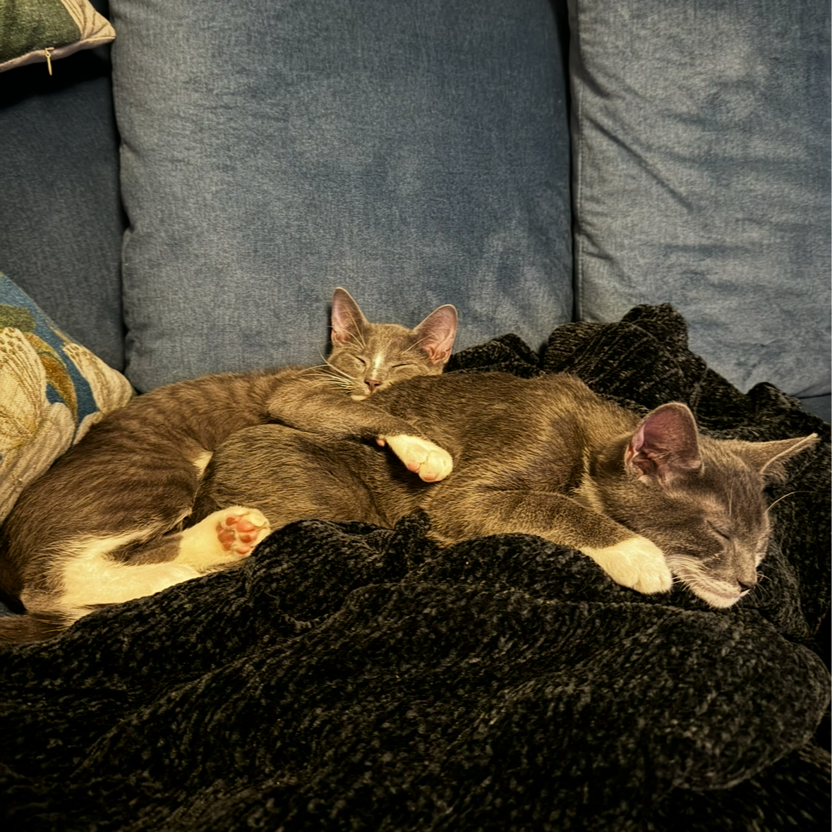 Milo & Nico