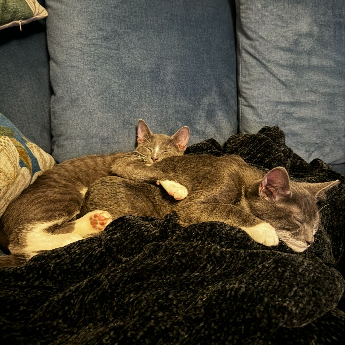 Milo & Nico
