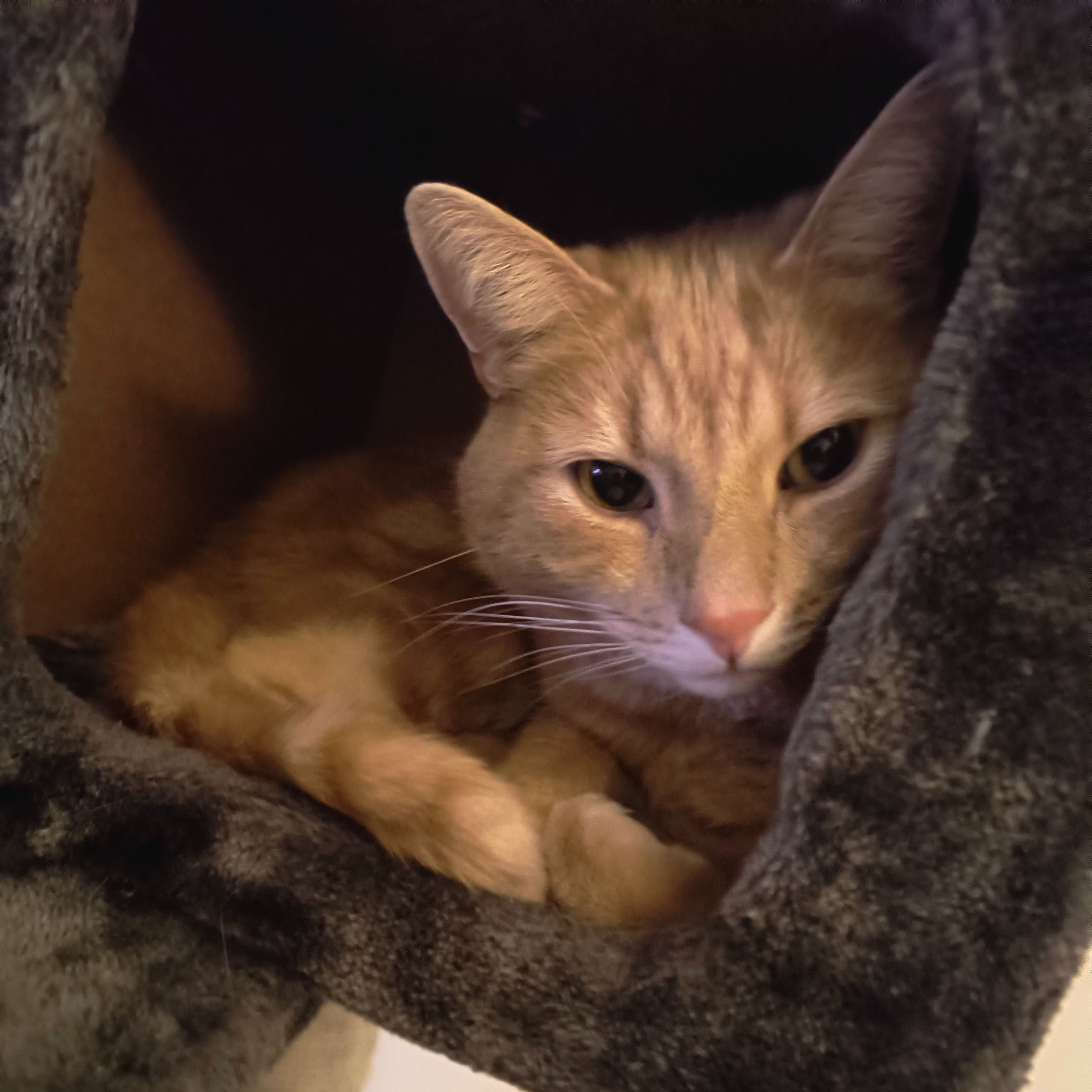 Kira