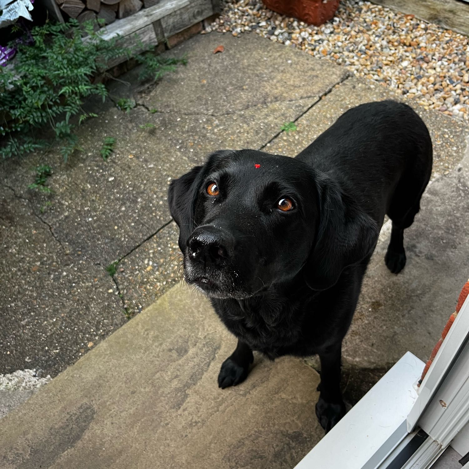 Millie