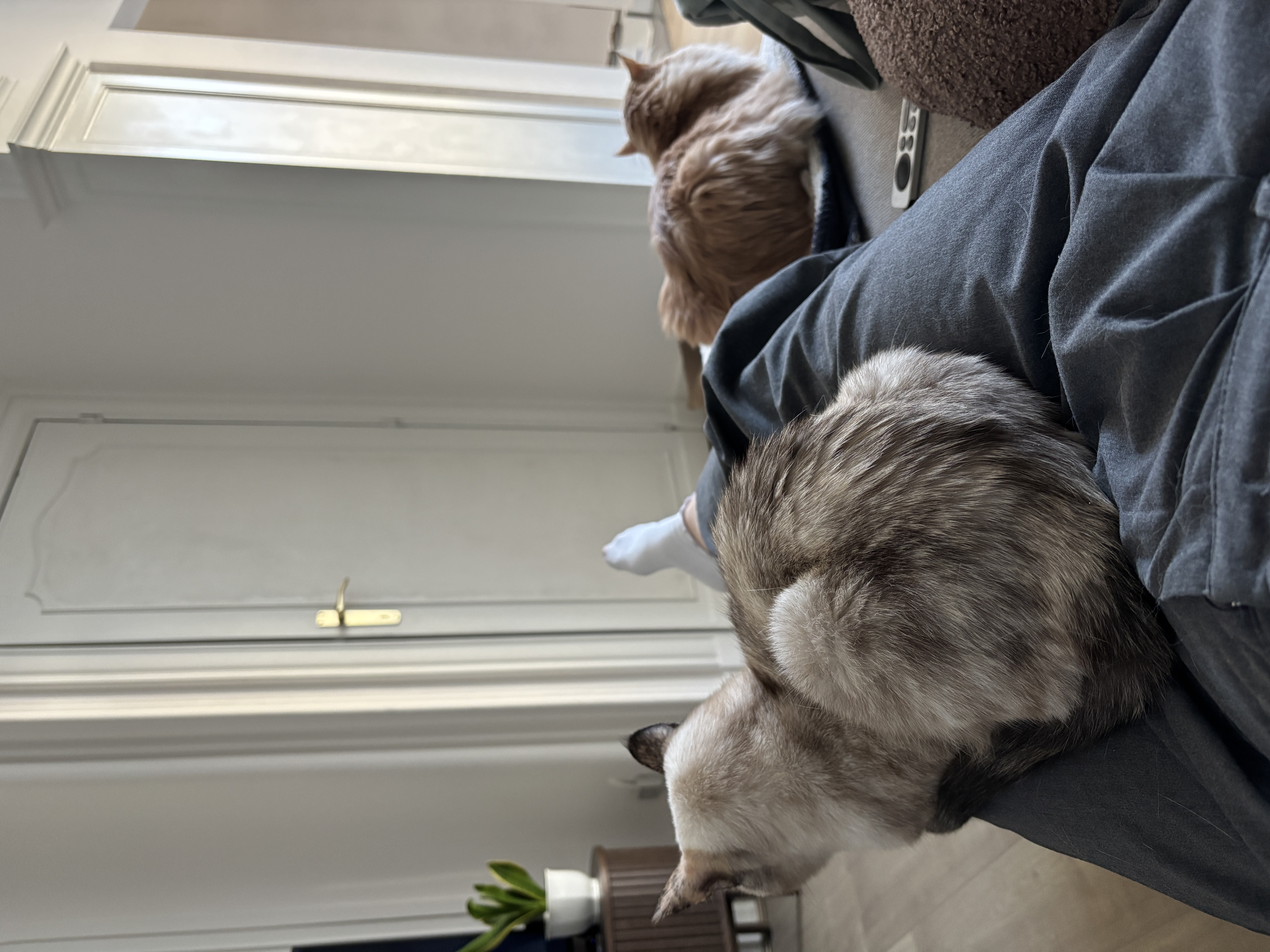 image-7